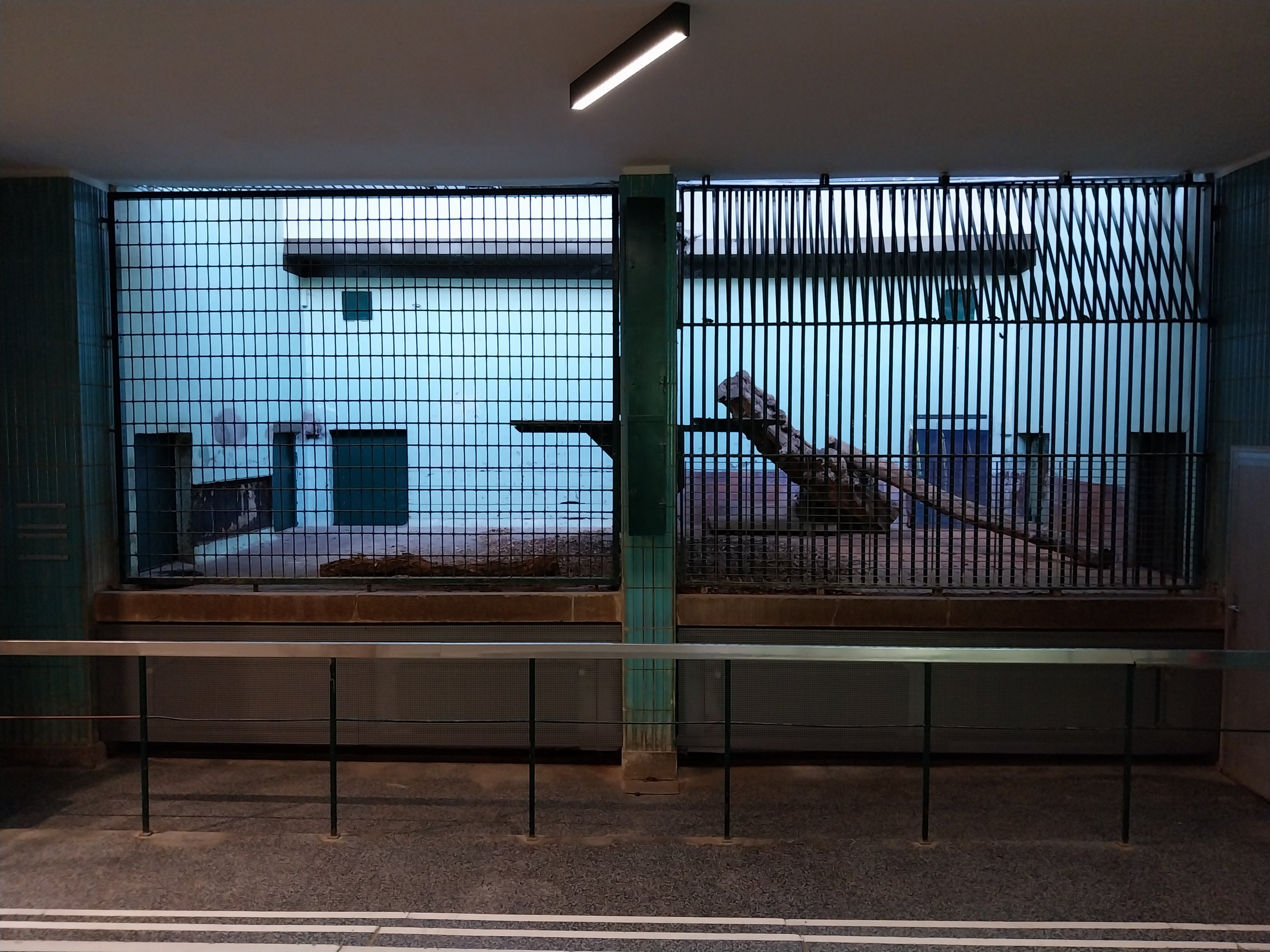 Carnivore House - North Chinese Leopard (Panthera pardus japonensis)