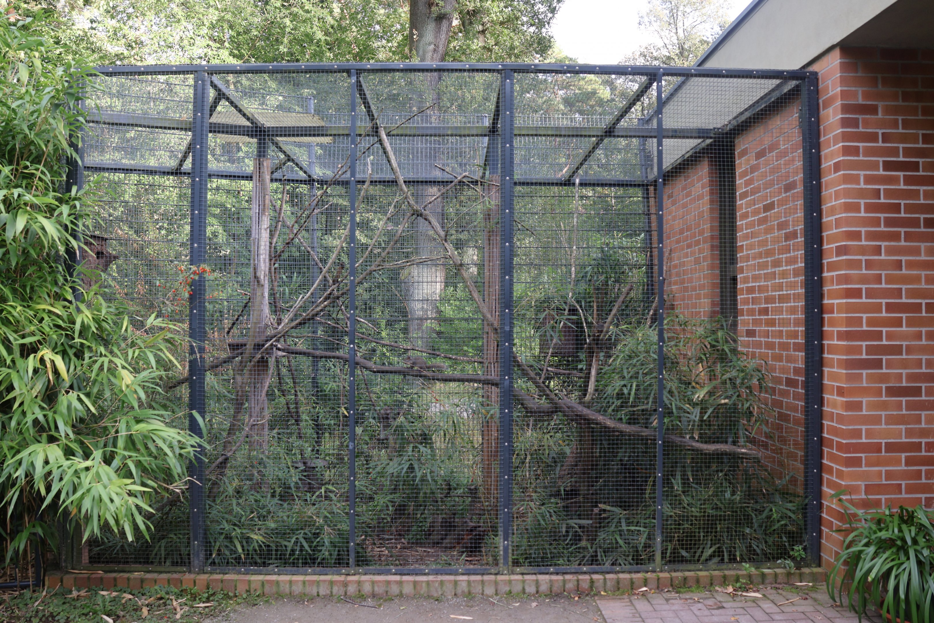 Carnivore House - Pére David's Rock Squirrel (Sciurotamias davidianus)