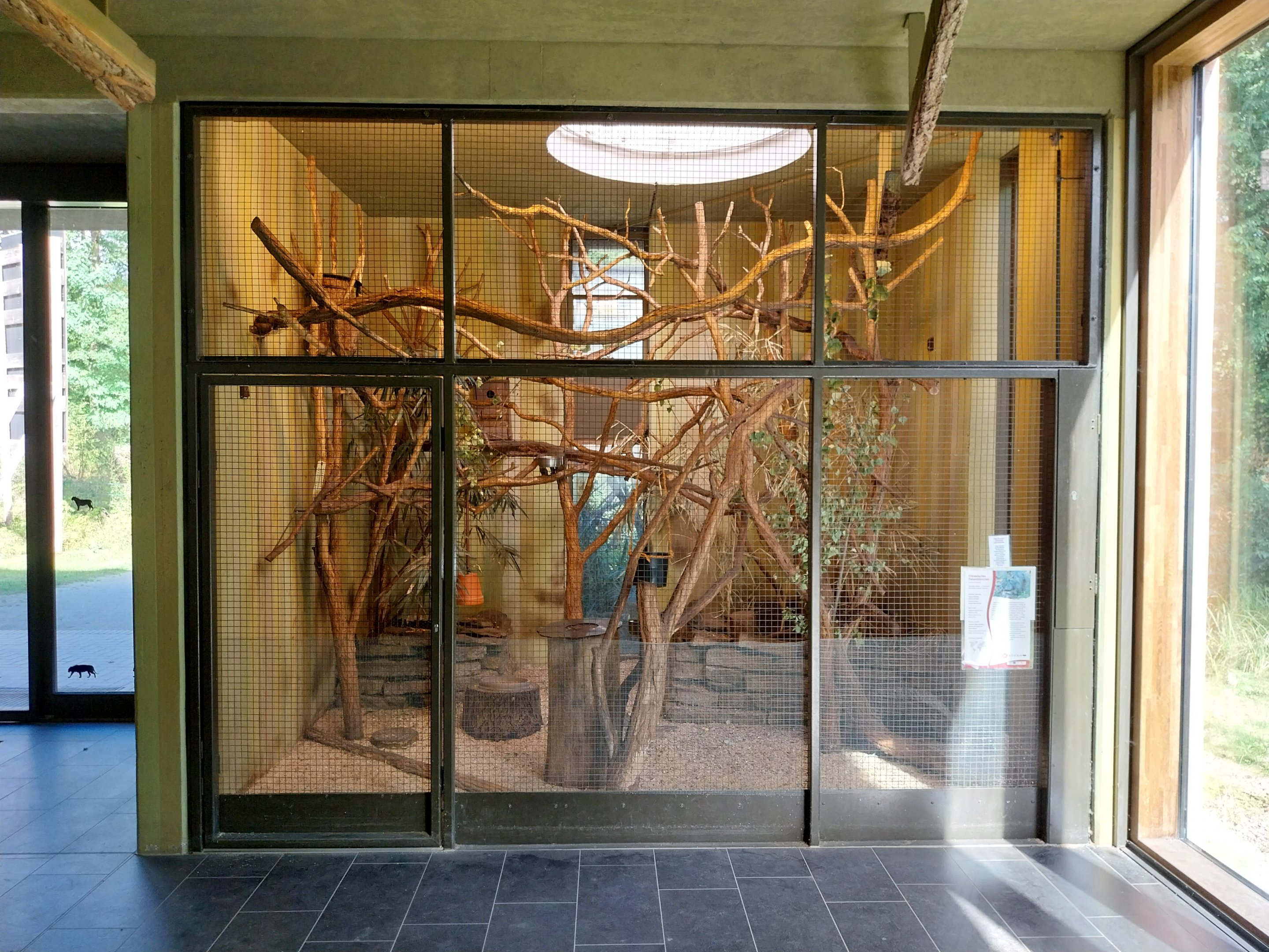 Carnivore House - Pére David's Rock Squirrel (Sciurotamias davidianus)