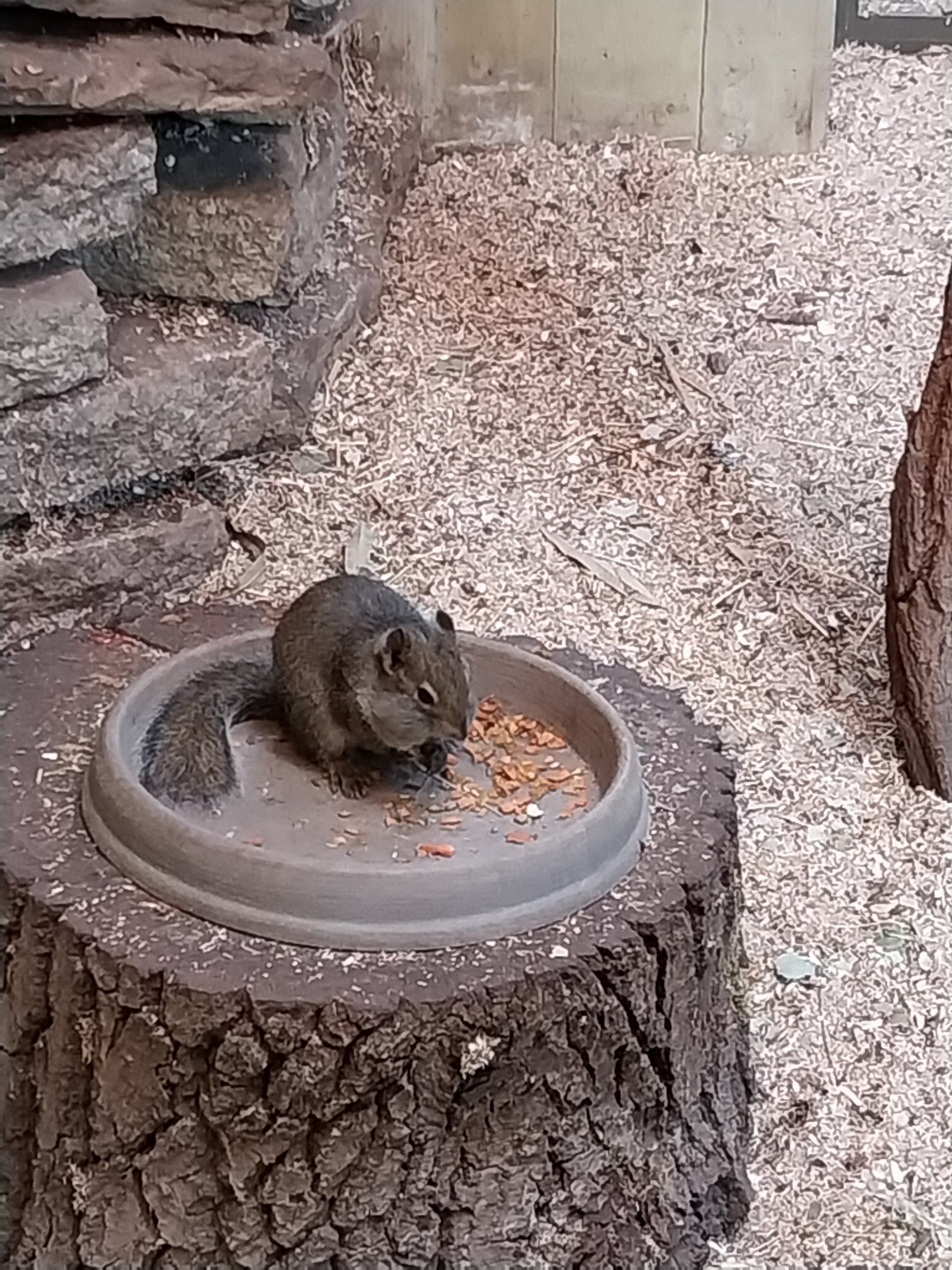 Carnivore House - Pére David's Rock Squirrel (Sciurotamias davidianus)