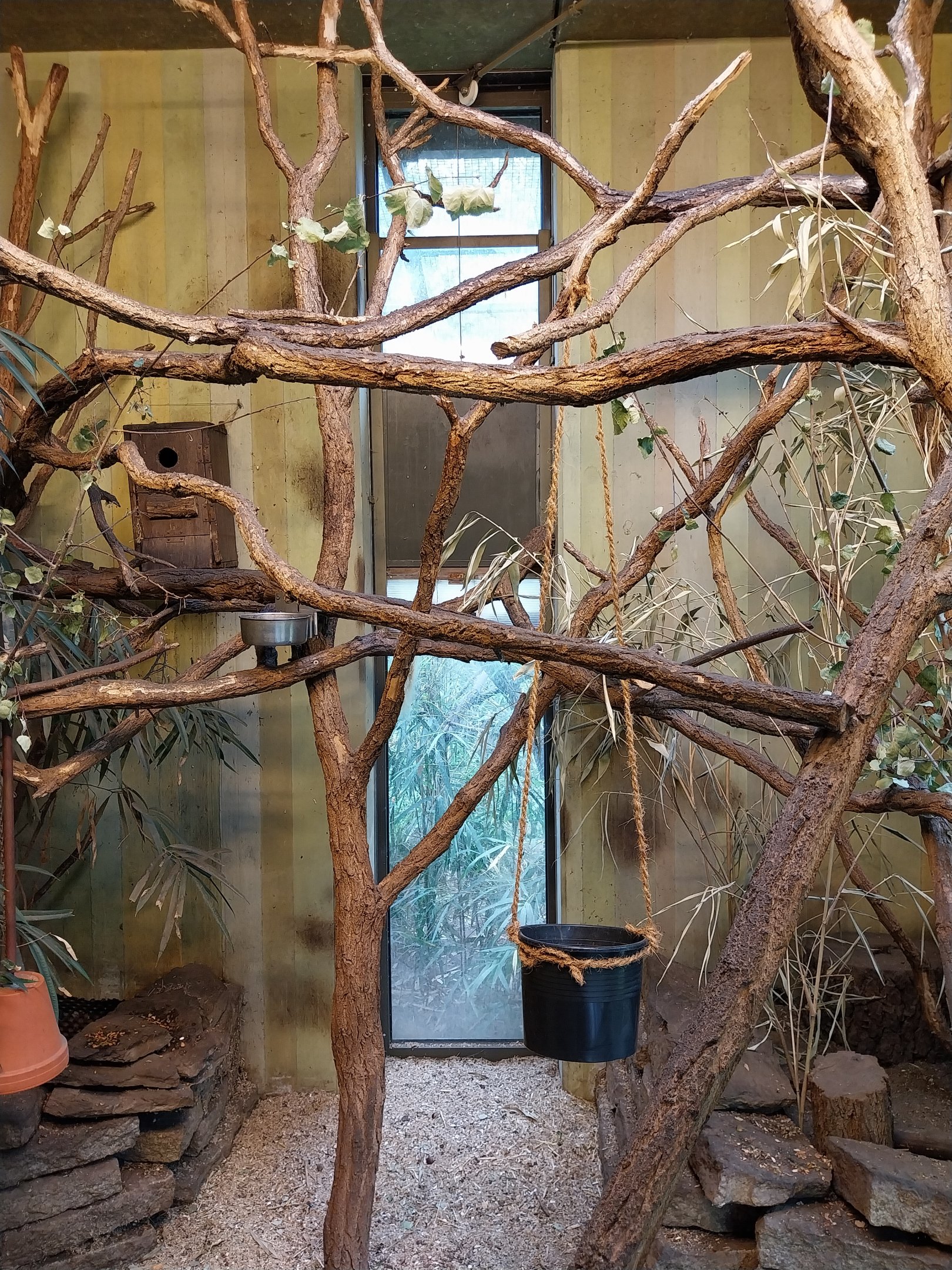 Carnivore House - Pére David's Rock Squirrel (Sciurotamias davidianus)