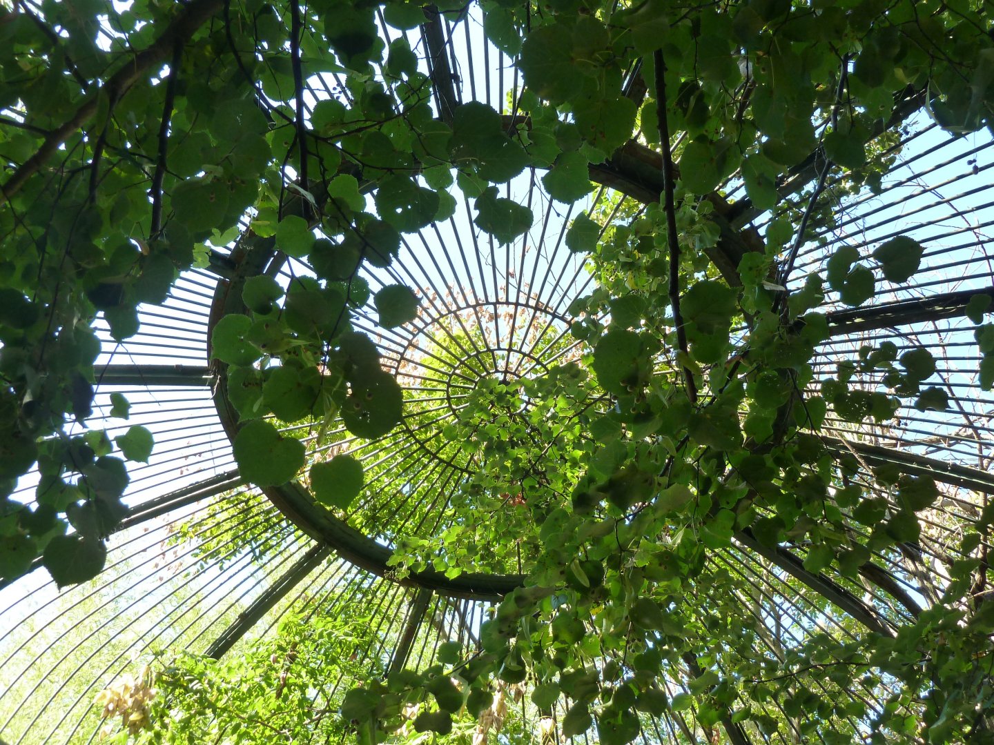 Carnivore House - Roof detail