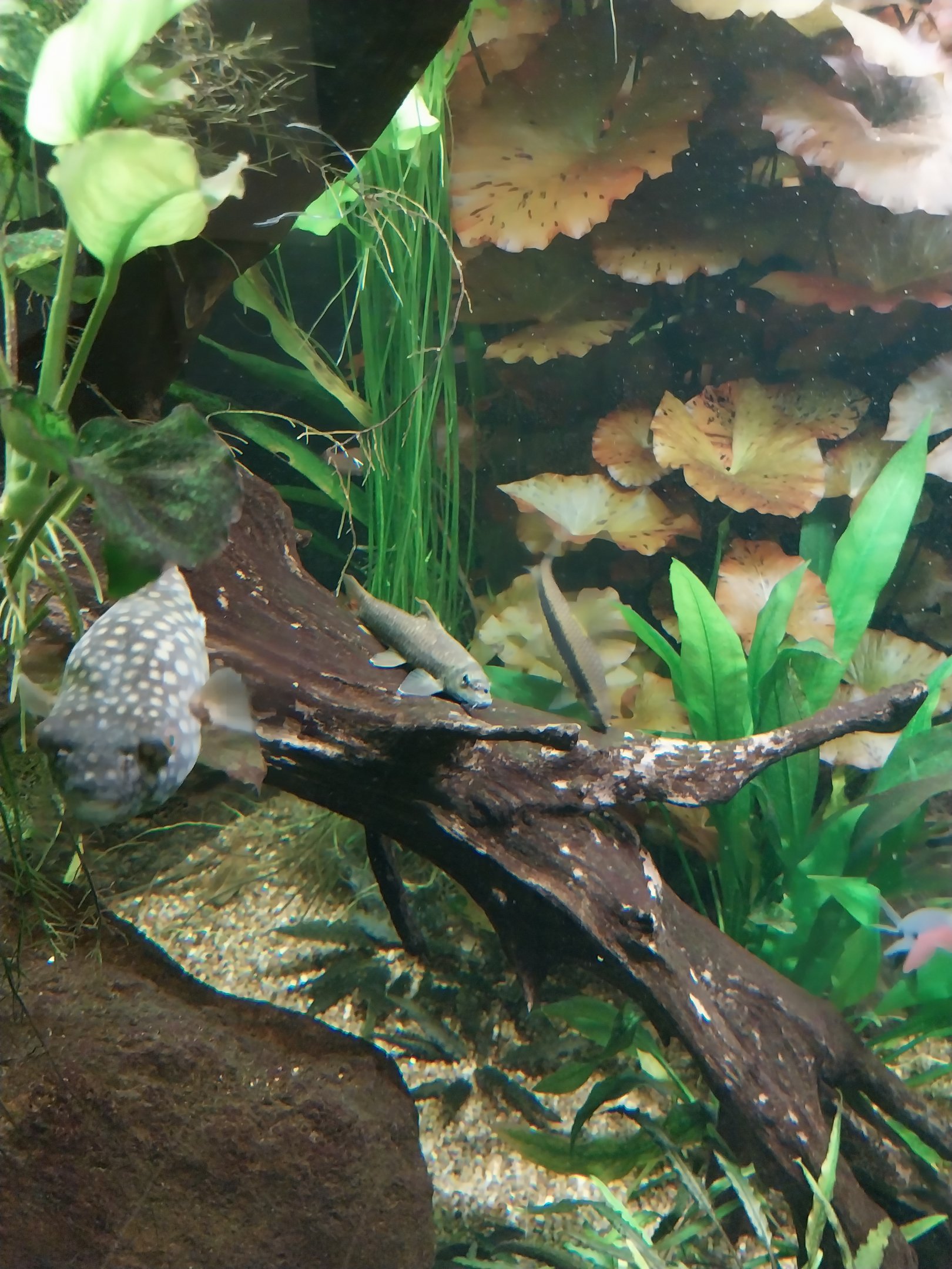 Carnivore House - South-East Asia Aquarium - Abe's Pufferfish, Silver Flying Fox and Gray Flying Fox