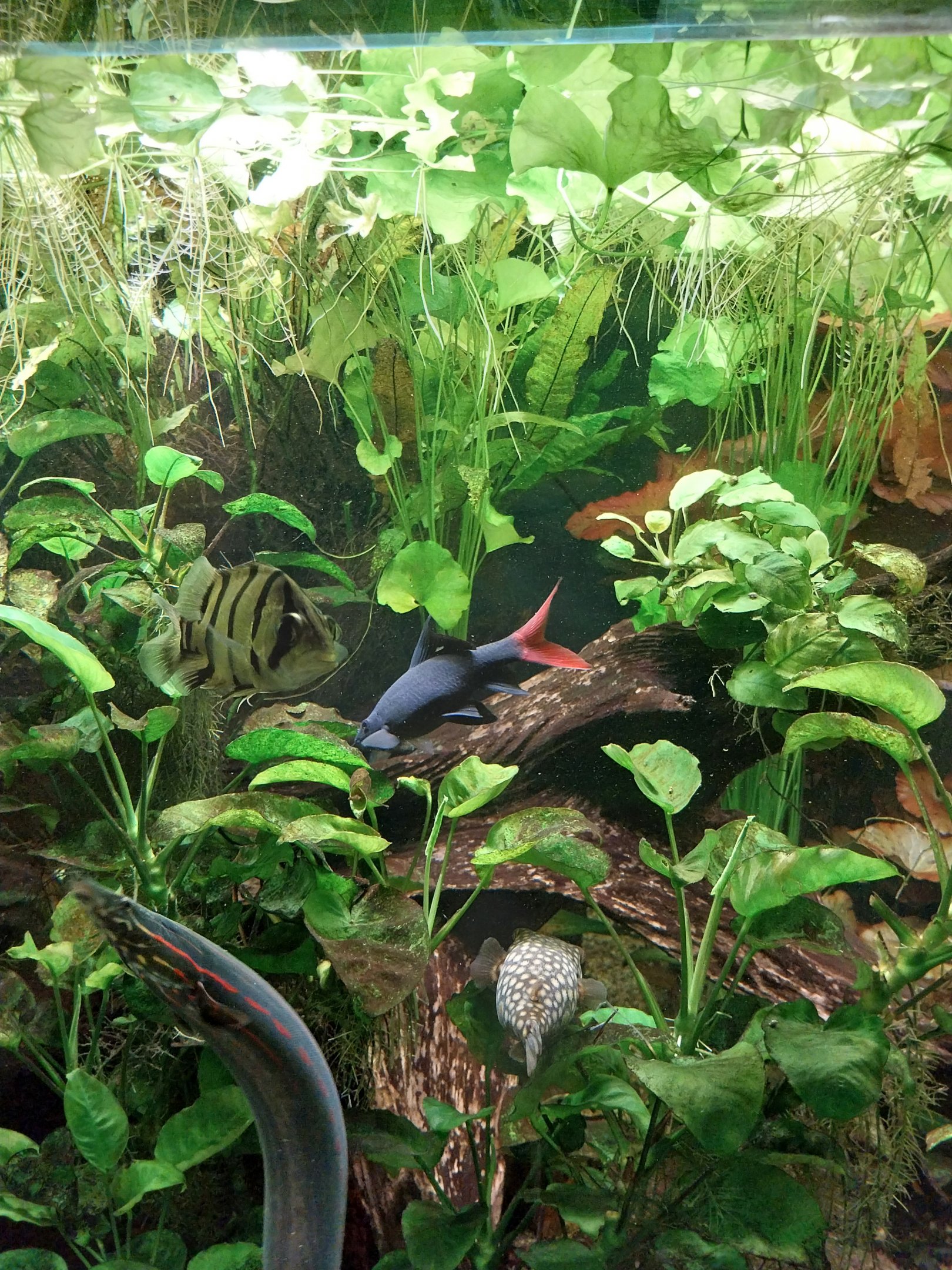 Carnivore House - South-East Asia Aquarium - Fire Eel, Red-tailed Black Shark, Ab's Puffer Fish and Mekong Tiger Perch