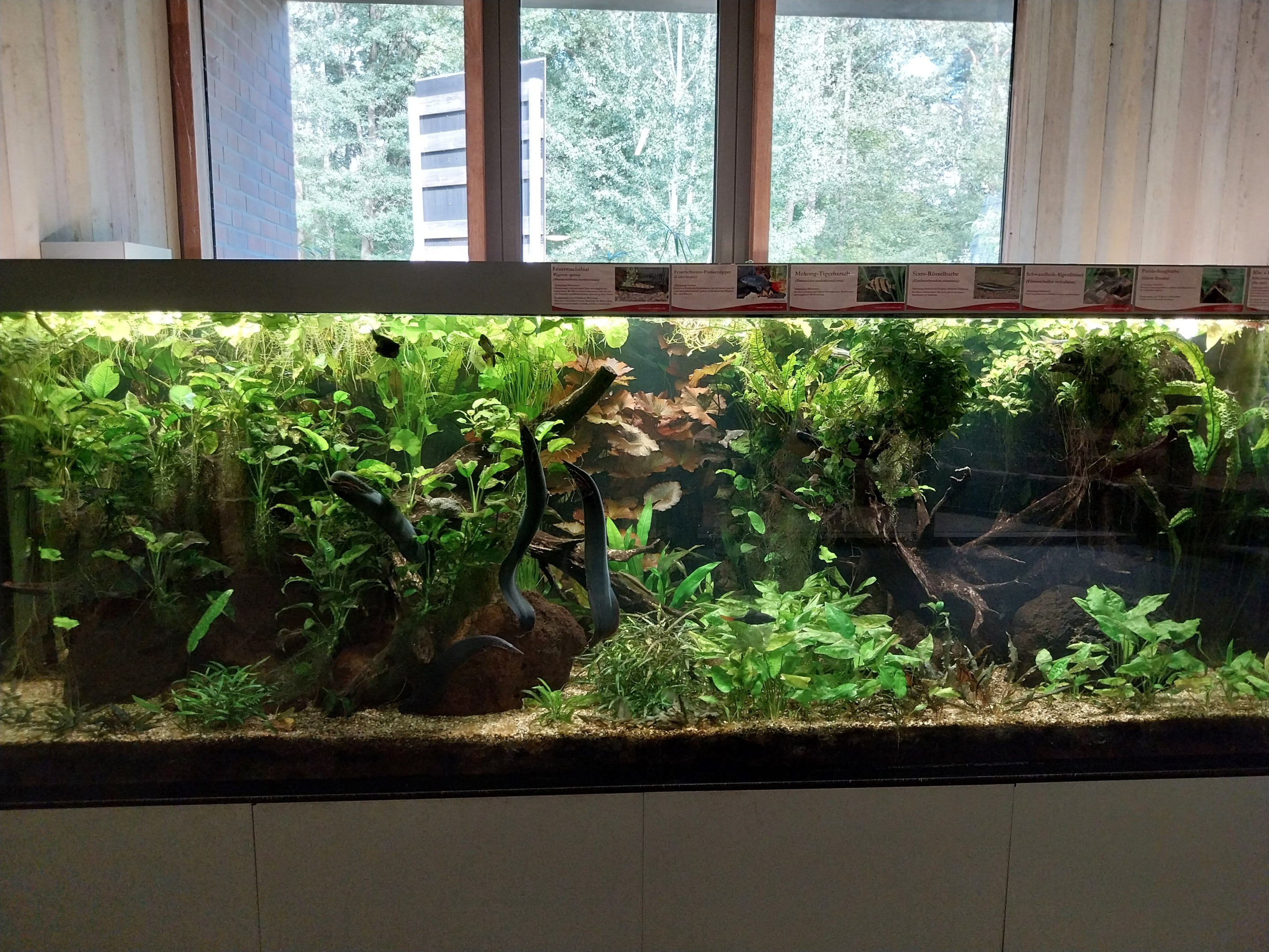 Carnivore House - South-East Asian aquarium