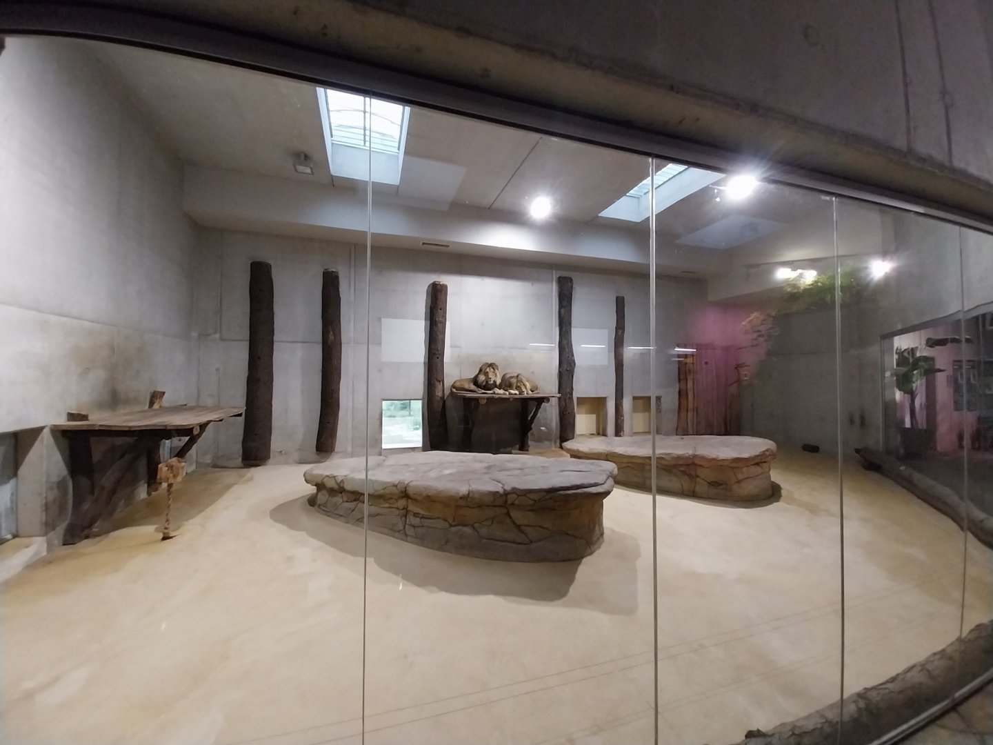 Carnivore House - Southwest African lion (Panthera leo bleyenberghii)