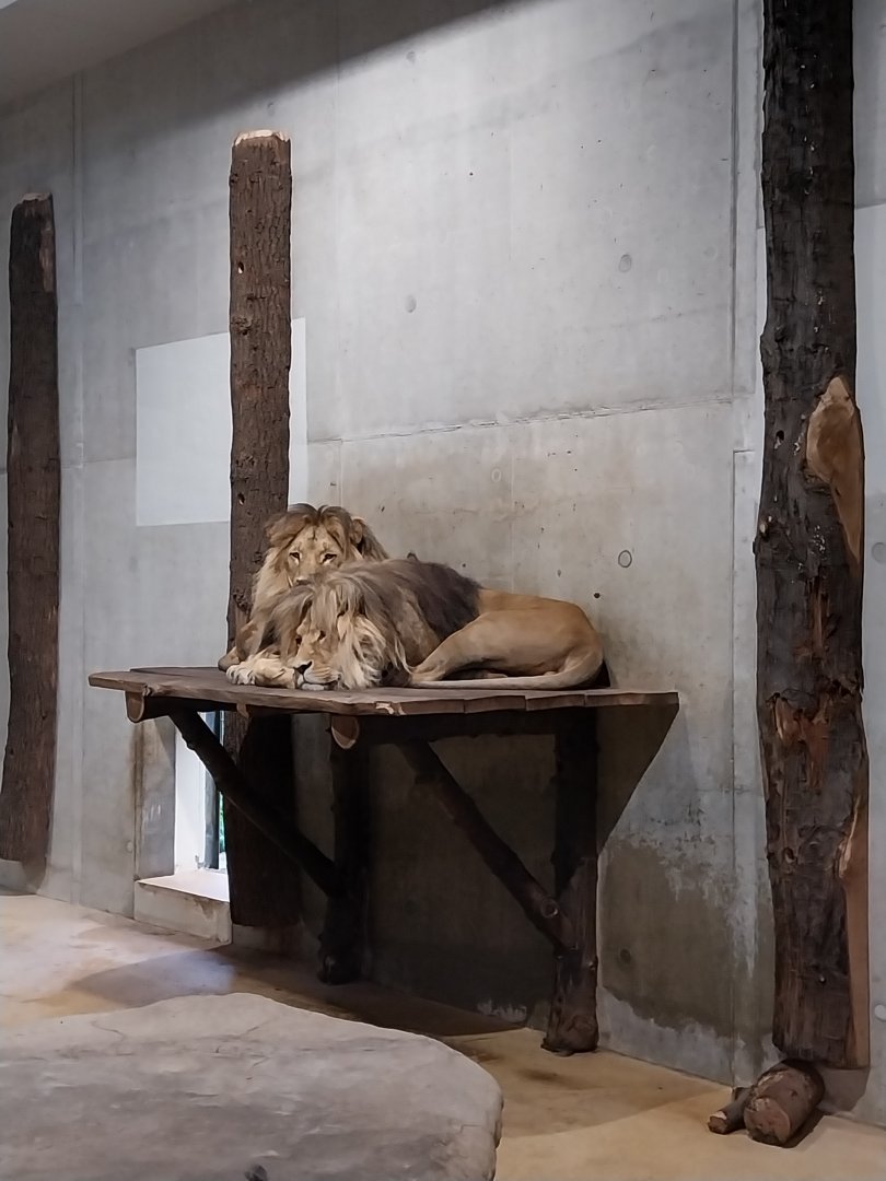 Carnivore House- Southwest African lion (Panthera leo bleyenberghii)