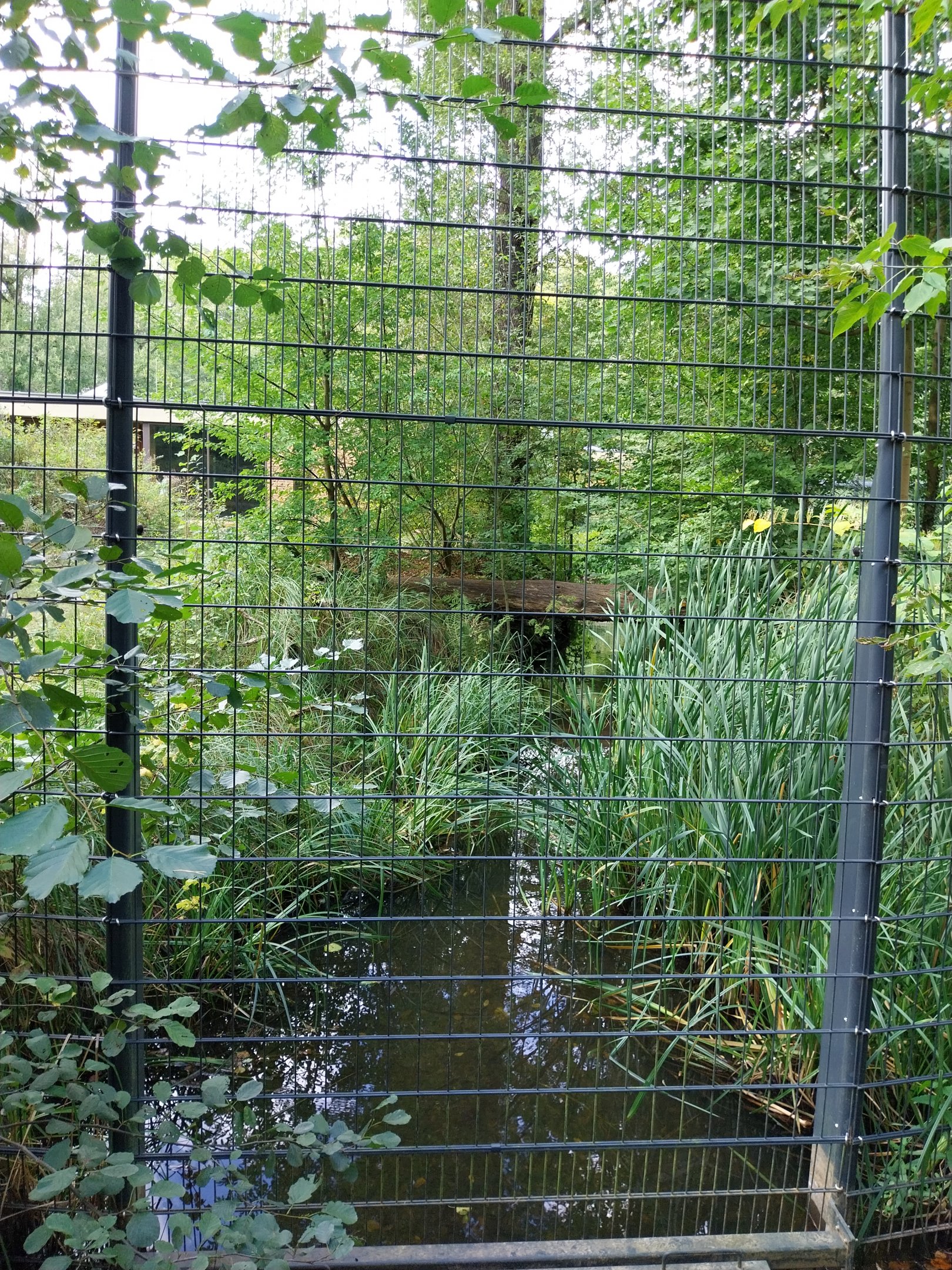 Carnivore House - Sumatran Tiger (Panthera tigris sumatrae)