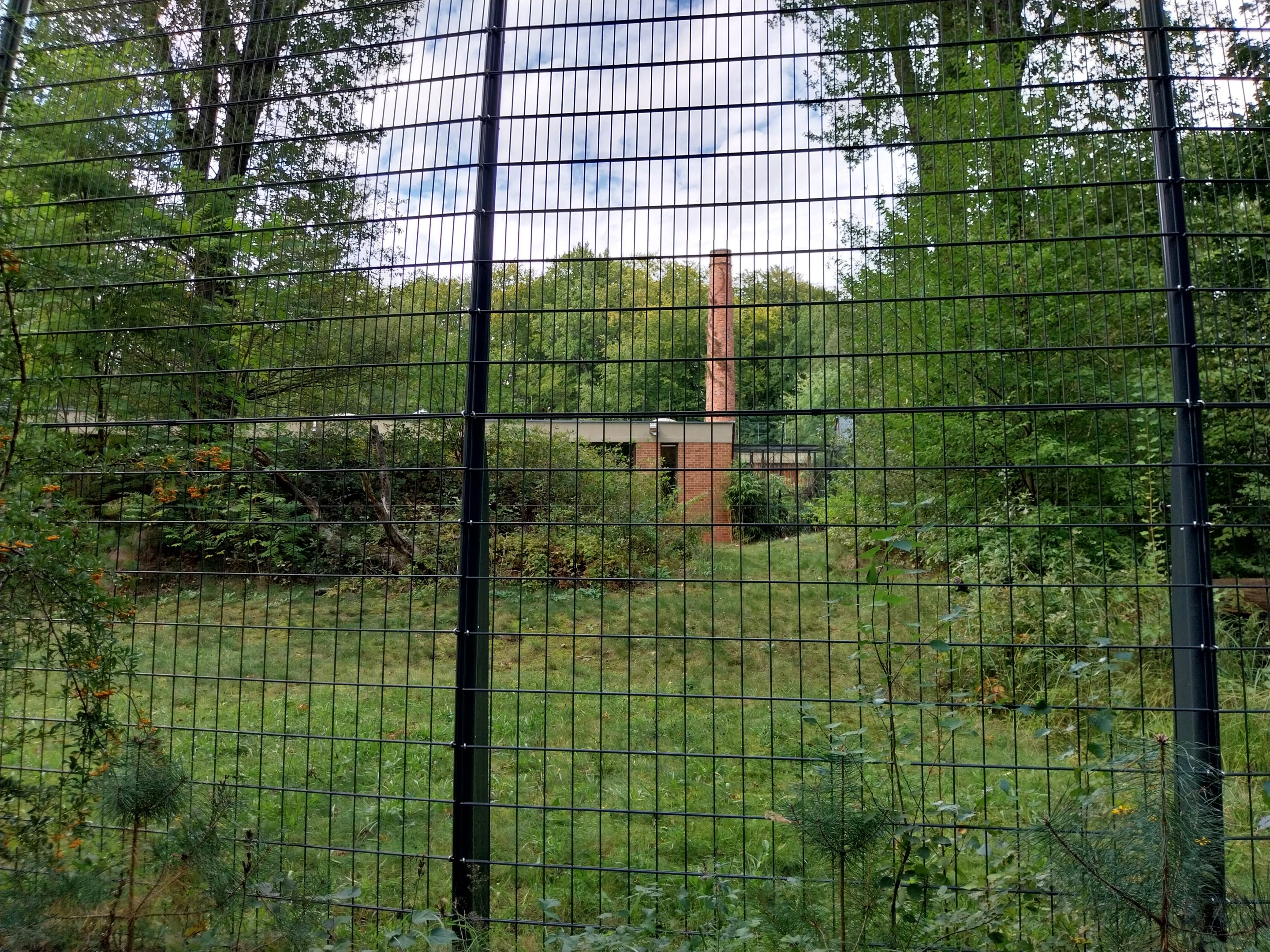 Carnivore House - Sumatran Tiger (Panthera tigris sumatrae)