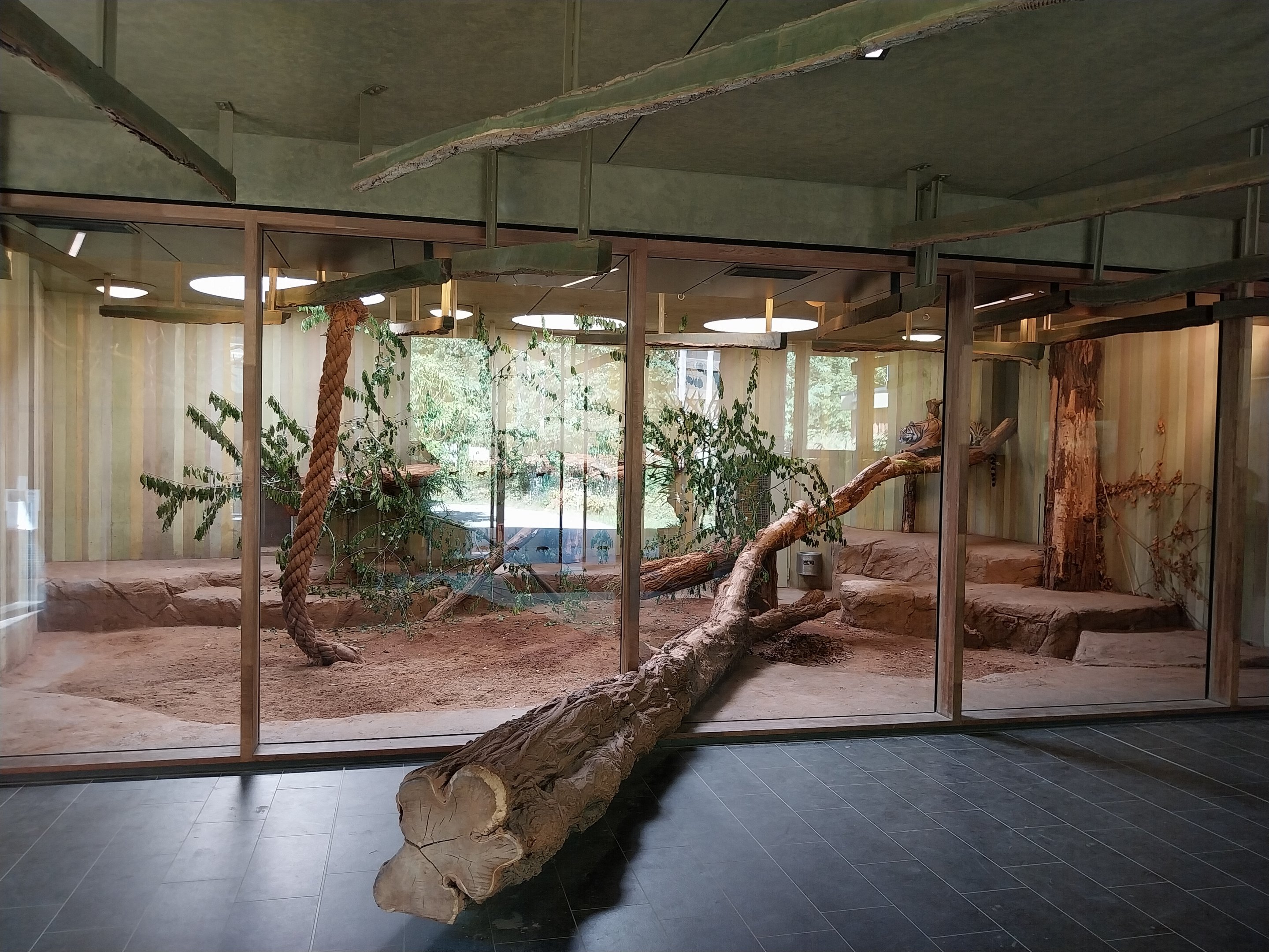 Carnivore House - Sumatran Tiger (Panthera tigris sumatrae)