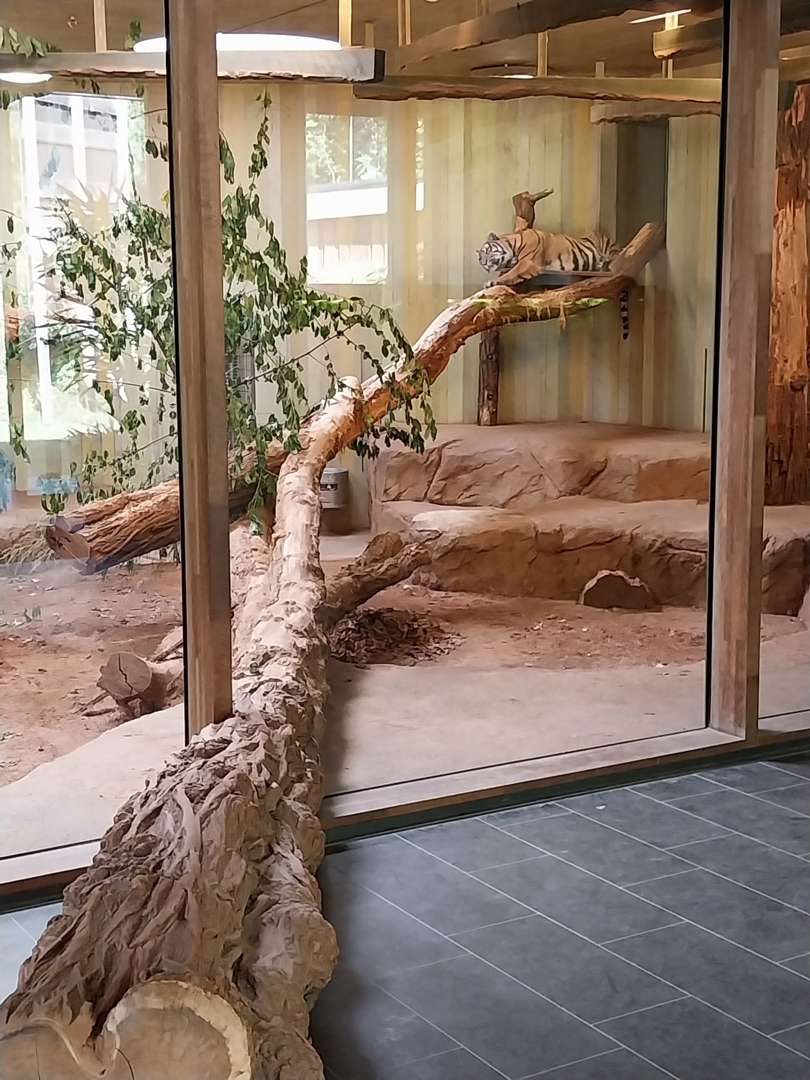 Carnivore House - Sumatran Tiger (Panthera tigris sumatrae)