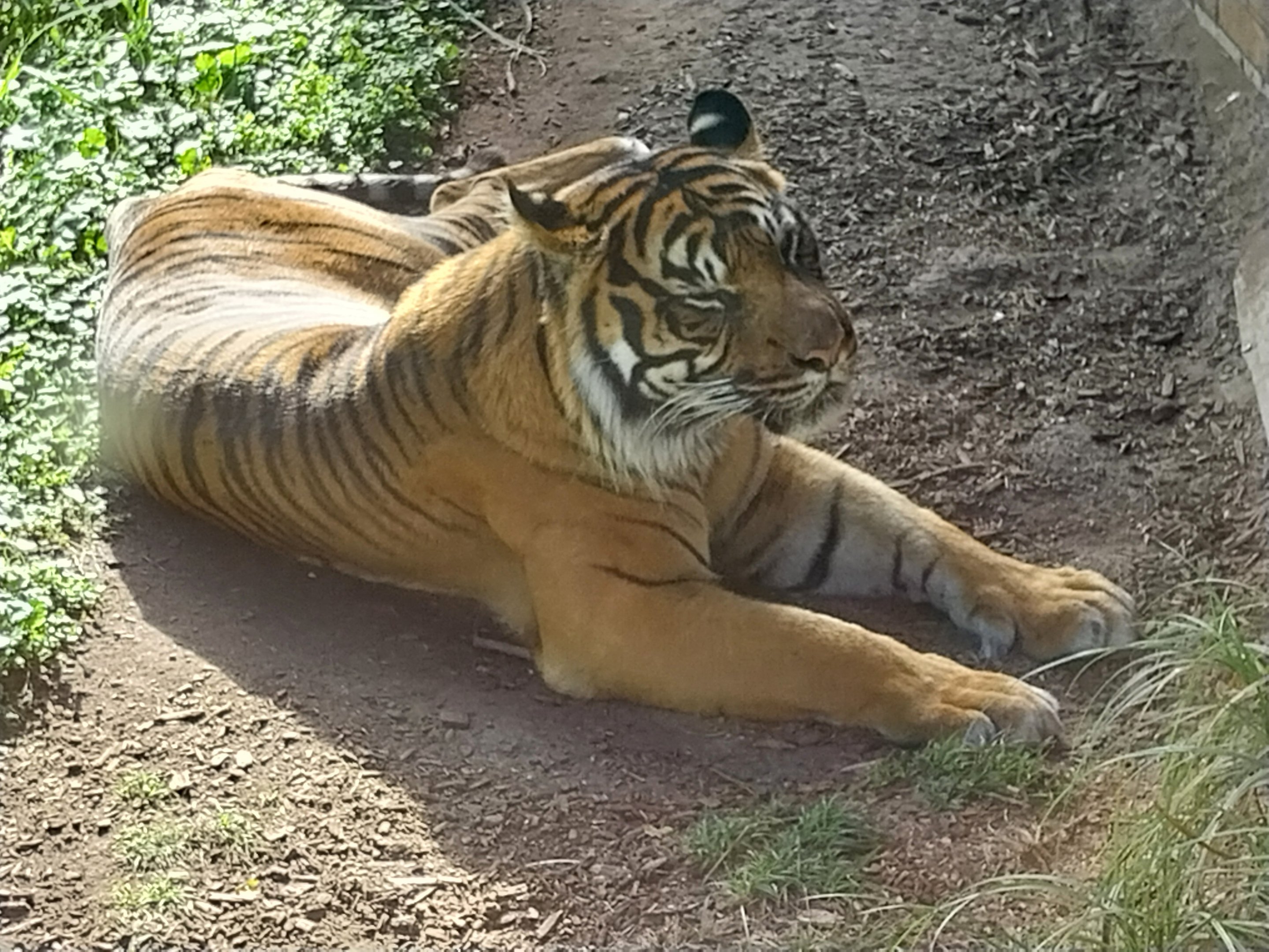 Carnivore House - Sumatran Tiger (Panthera tigris sumatrae)
