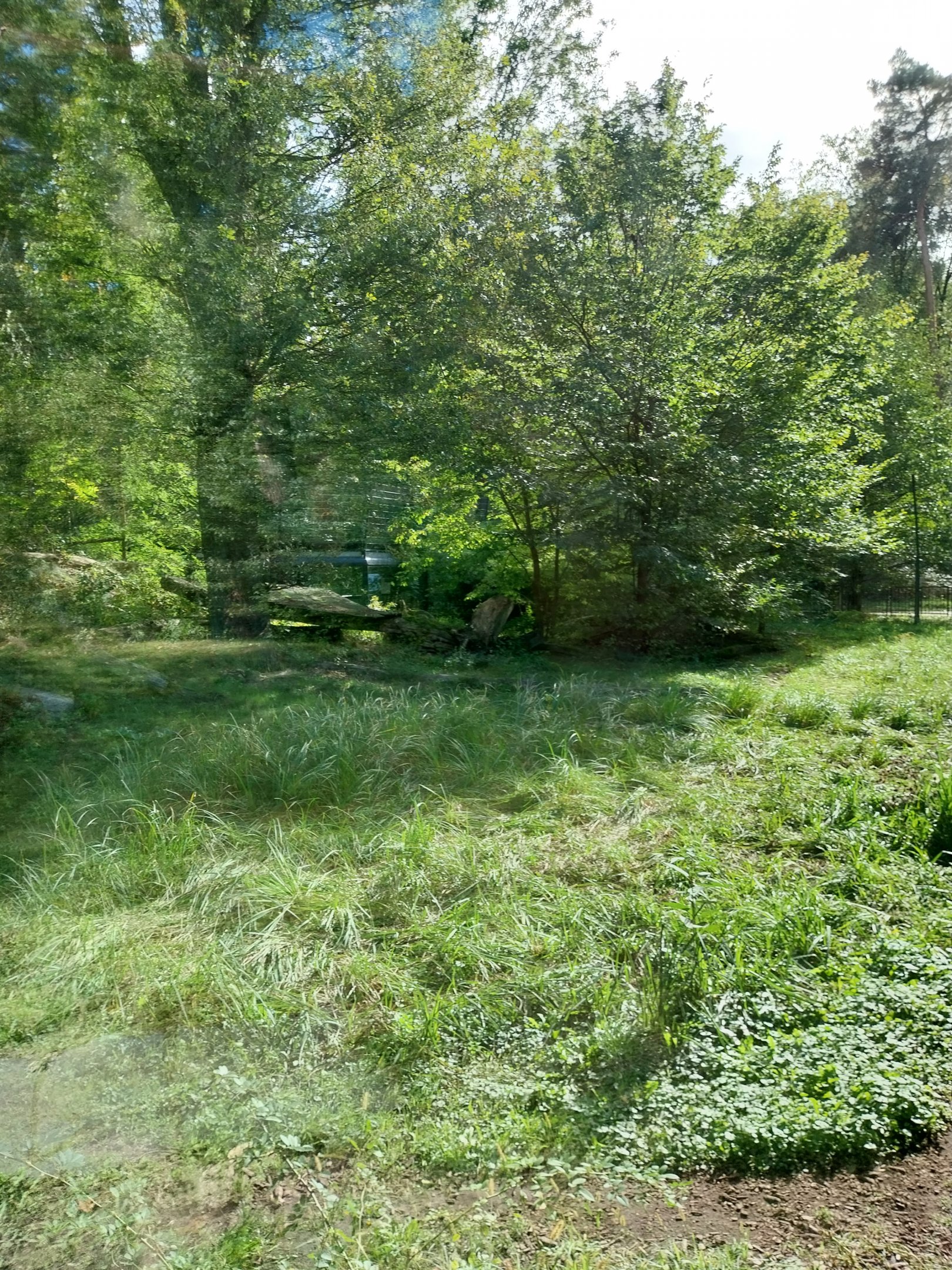 Carnivore House - Sumatran Tiger (Panthera tigris sumatrae)