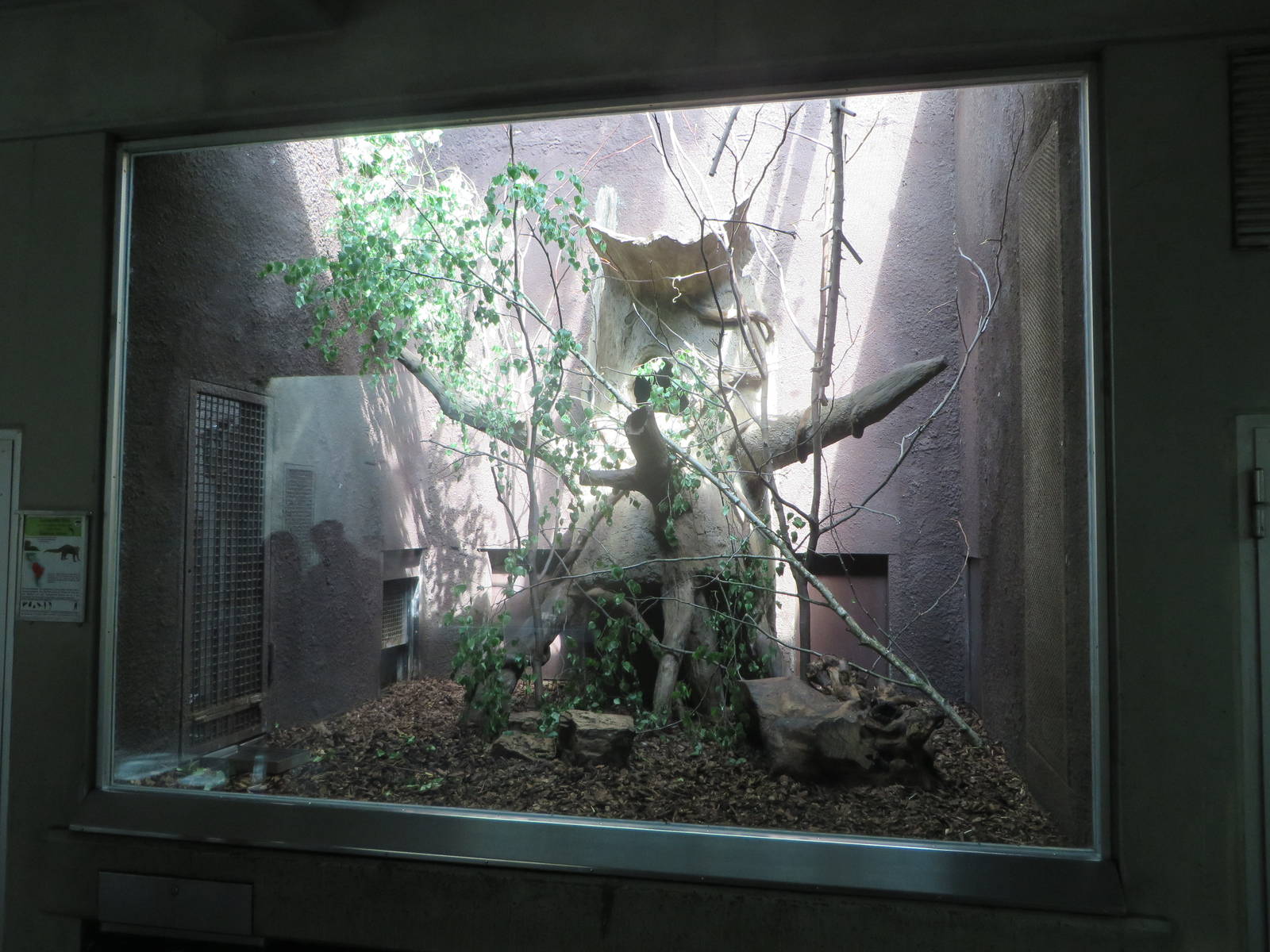 Carnivore house - Tayra indoors