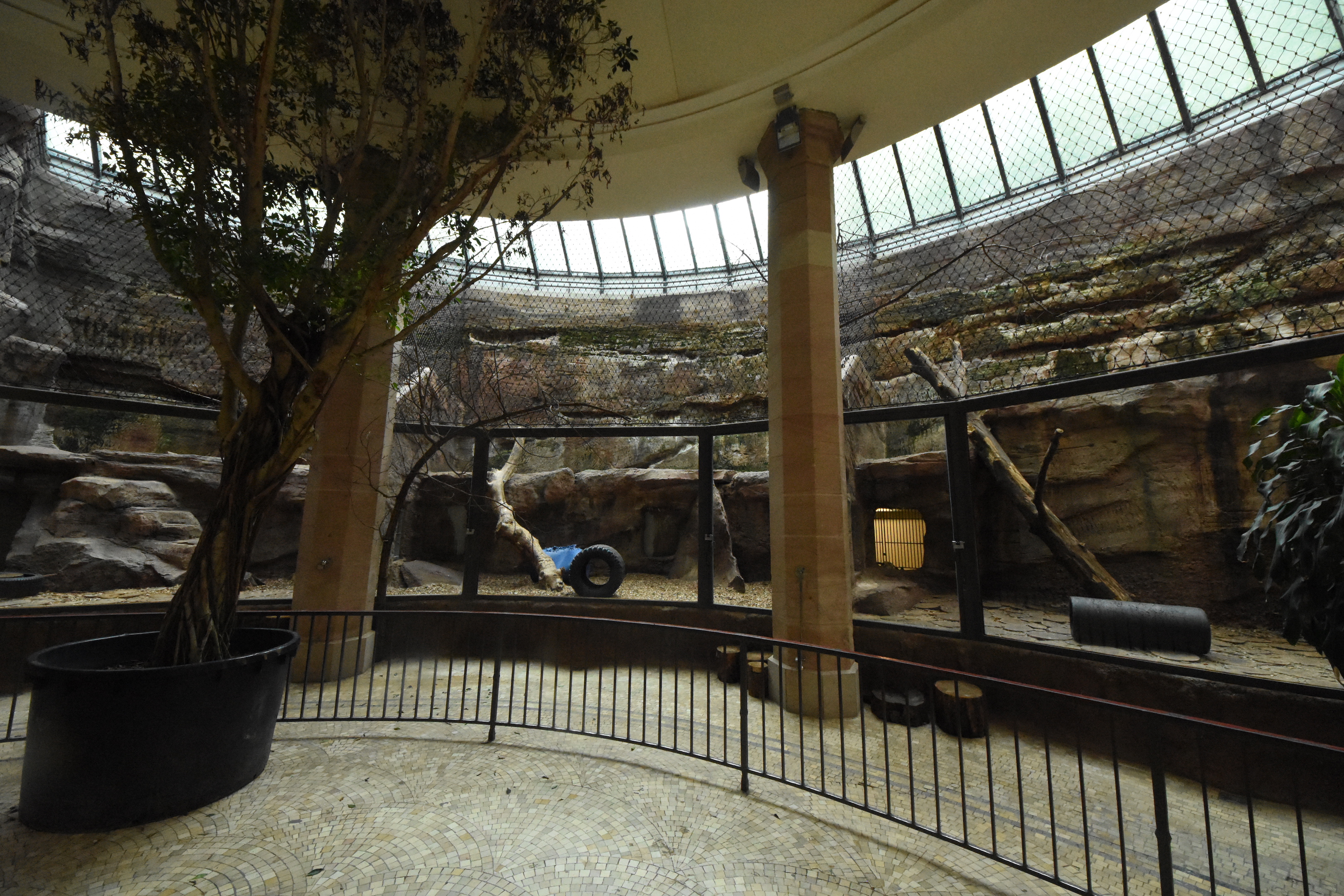 Carnivore house - Tiger indoors