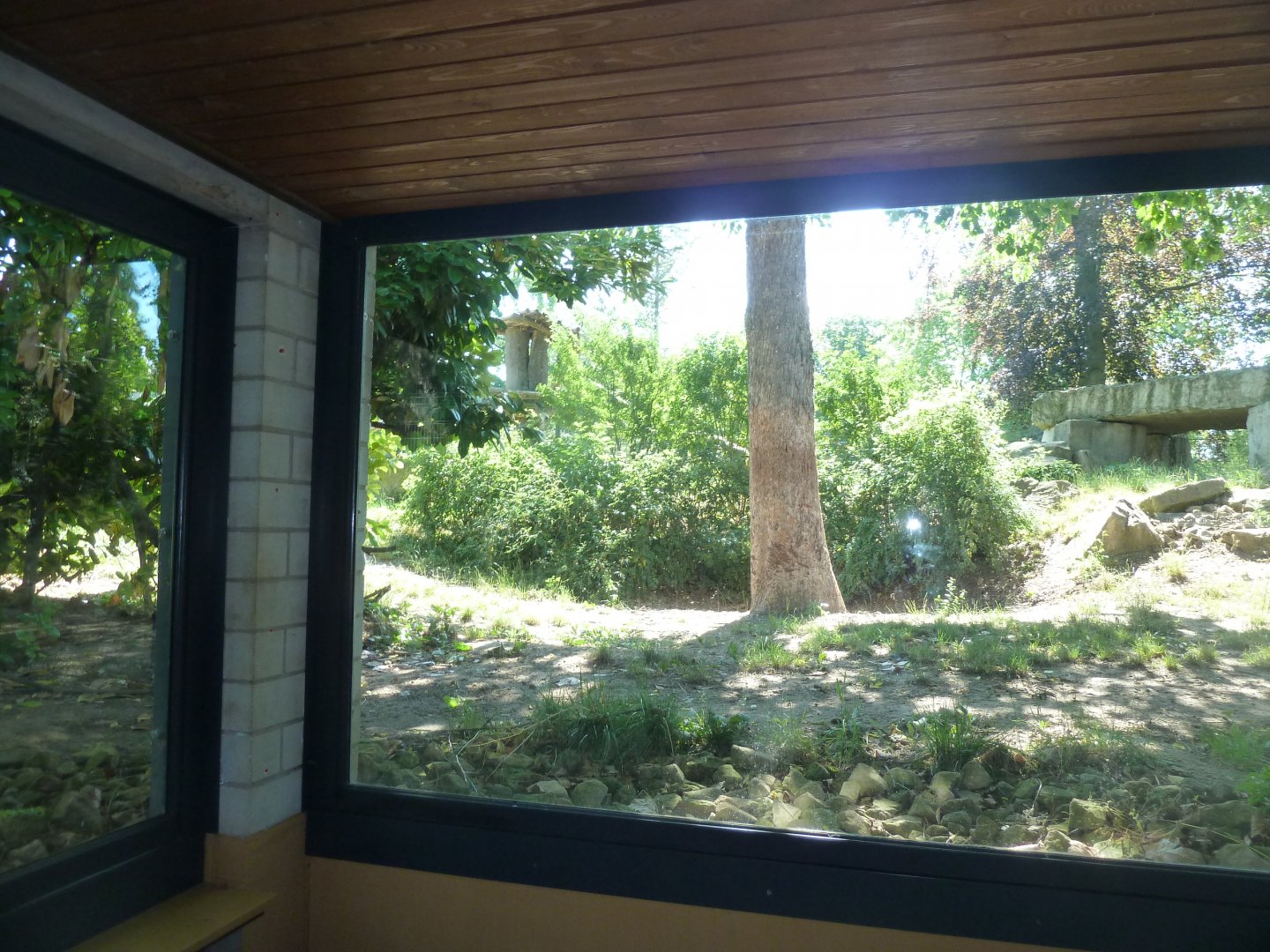 Carnivore house - Viewing point to the 2019 lion enclosure