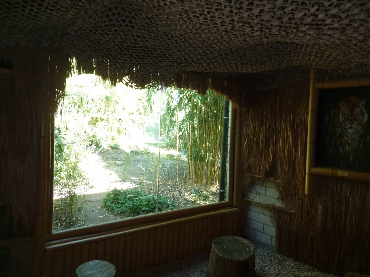 Carnivore house - Viewing point to the tiger enclosure