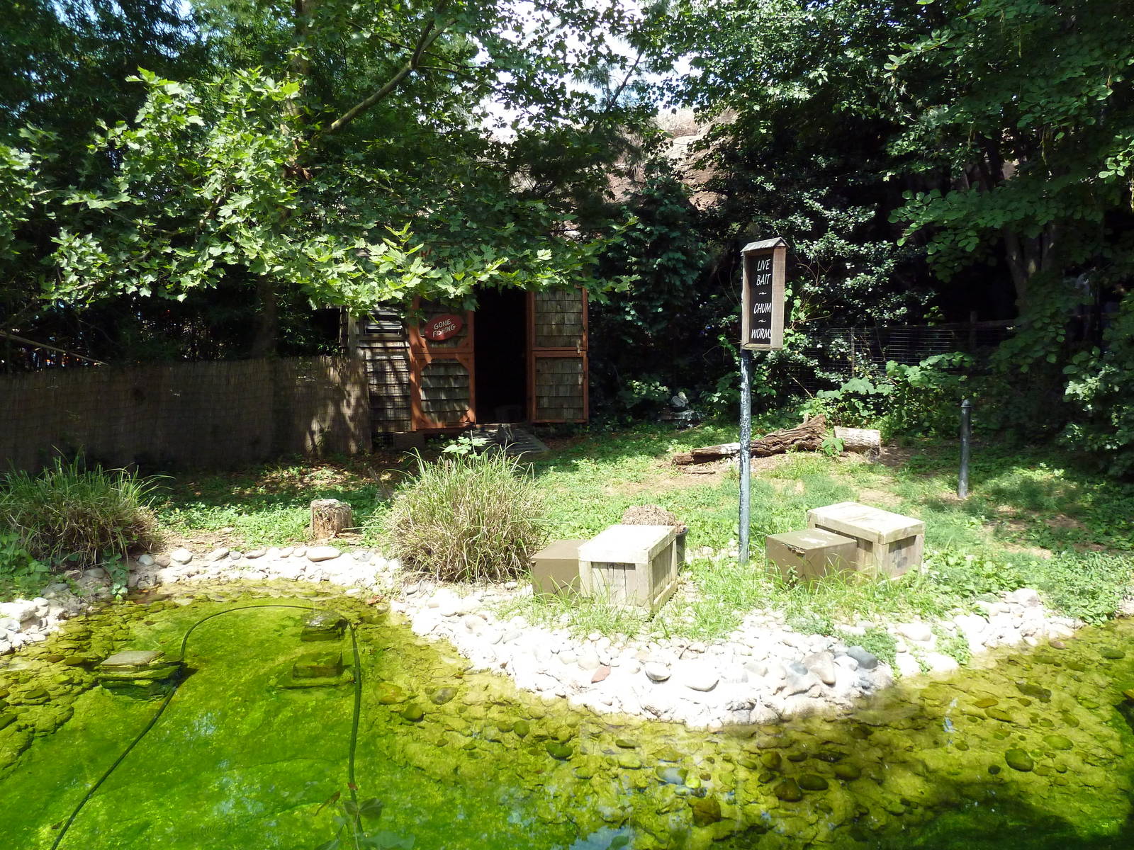 Carnivore Kingdom - Brown Pelican Exhibit