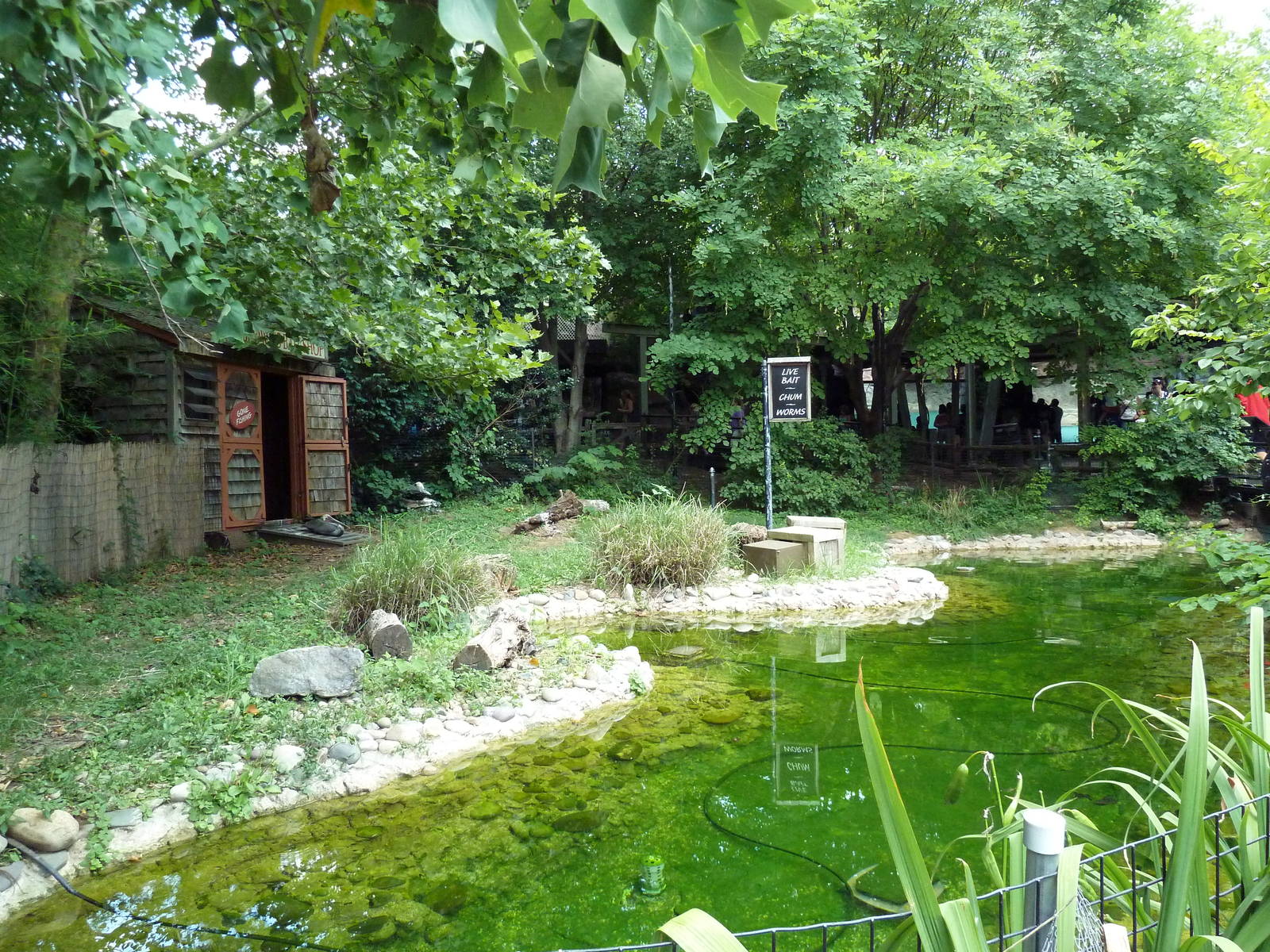 Carnivore Kingdom - Brown Pelican Exhibit