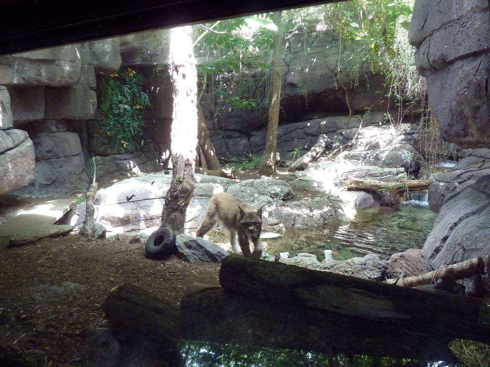 Carnivore Kingdom - Canadian Lynx Exhibit
