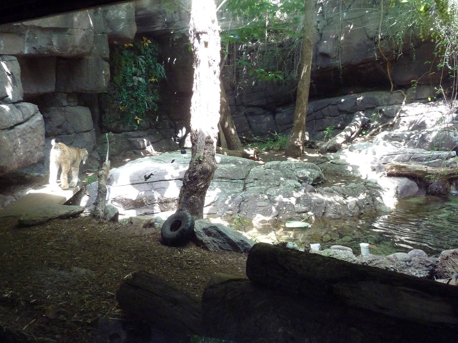 Carnivore Kingdom - Canadian Lynx Exhibit