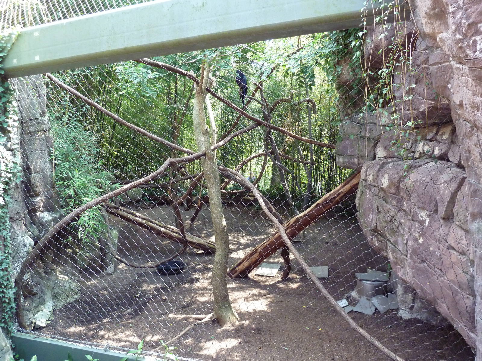 Carnivore Kingdom - Hyacinth Macaw Exhibit
