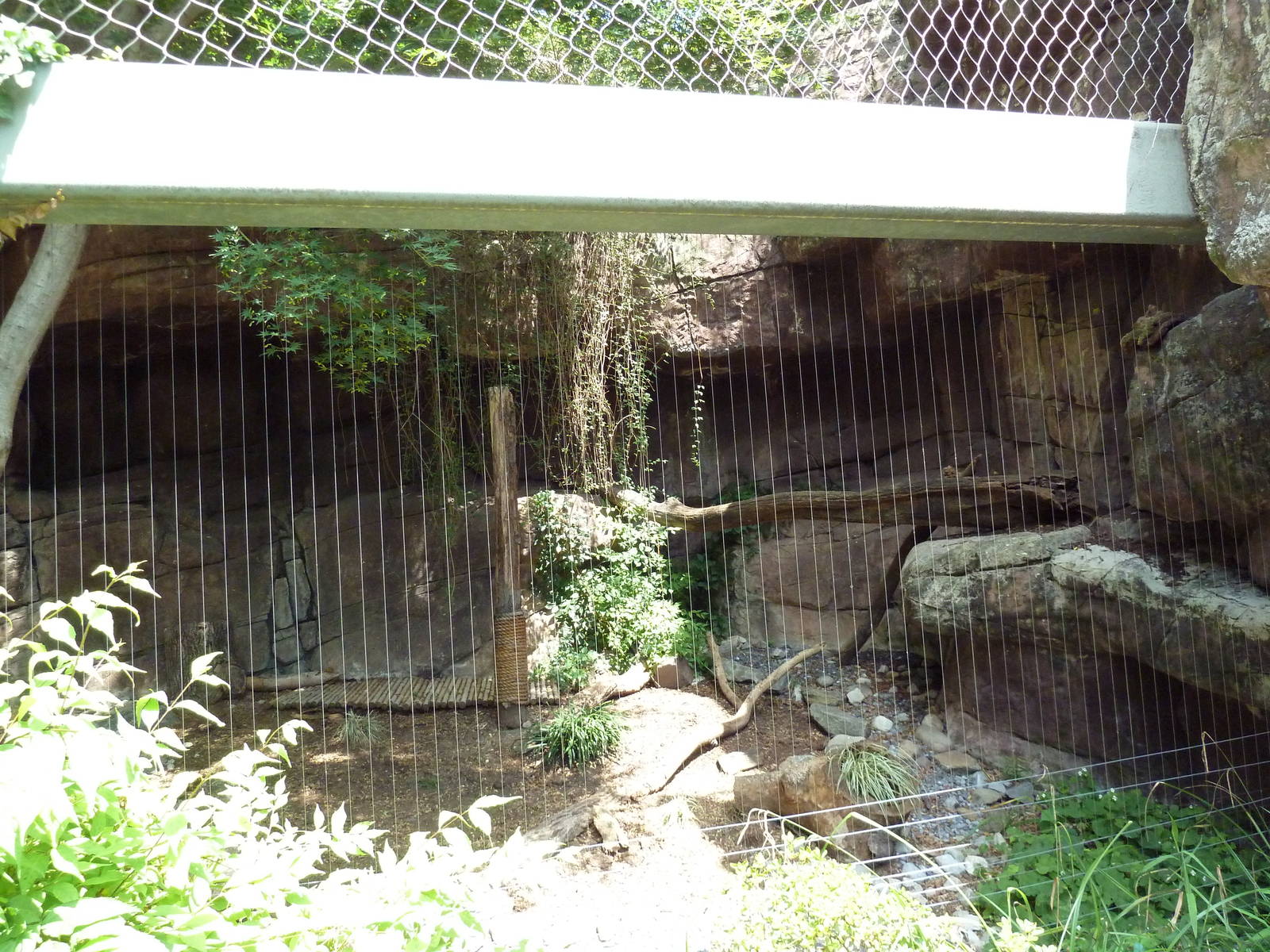 Carnivore Kingdom -Snow Leopard Exhibit