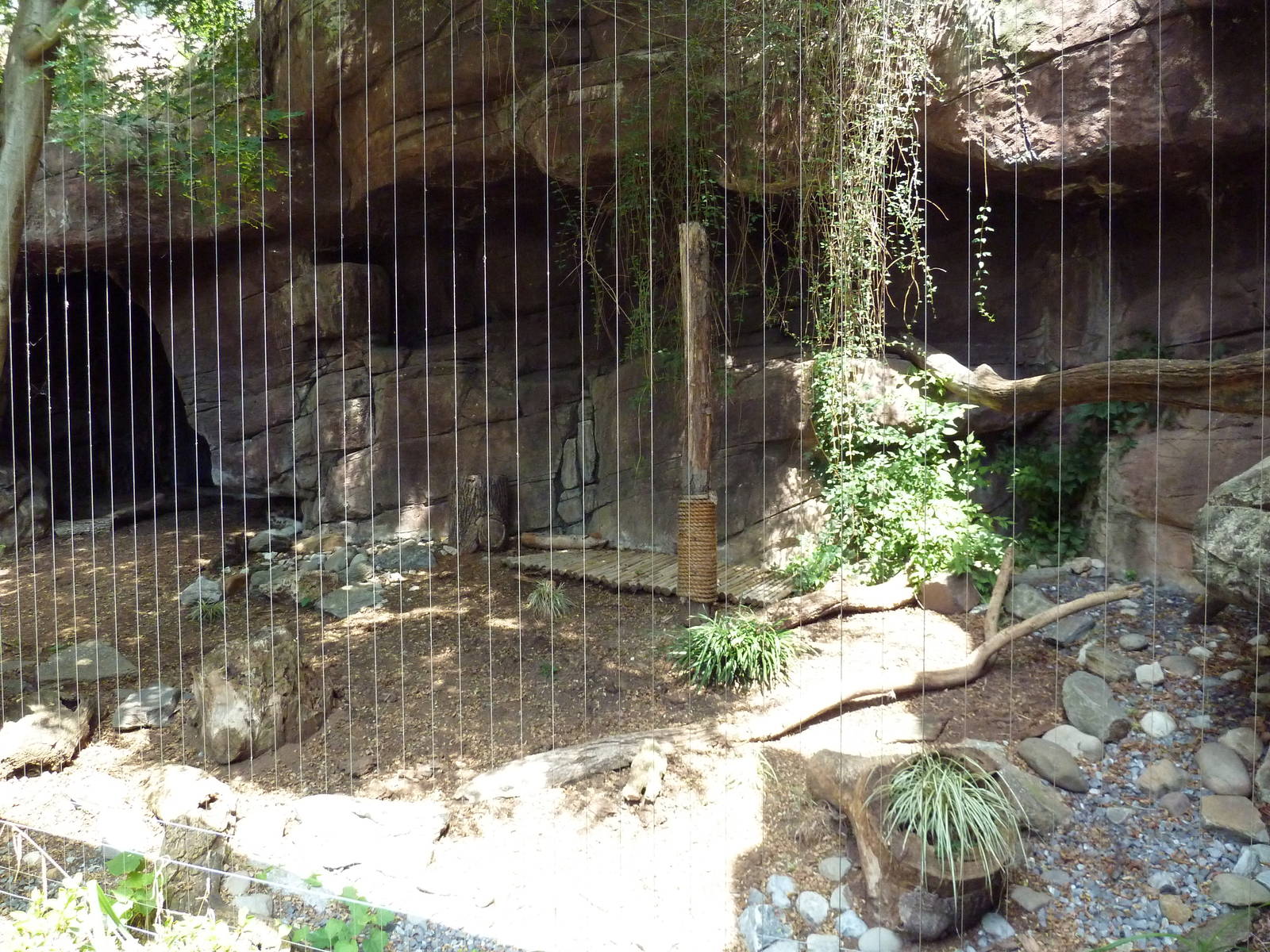Carnivore Kingdom -Snow Leopard Exhibit