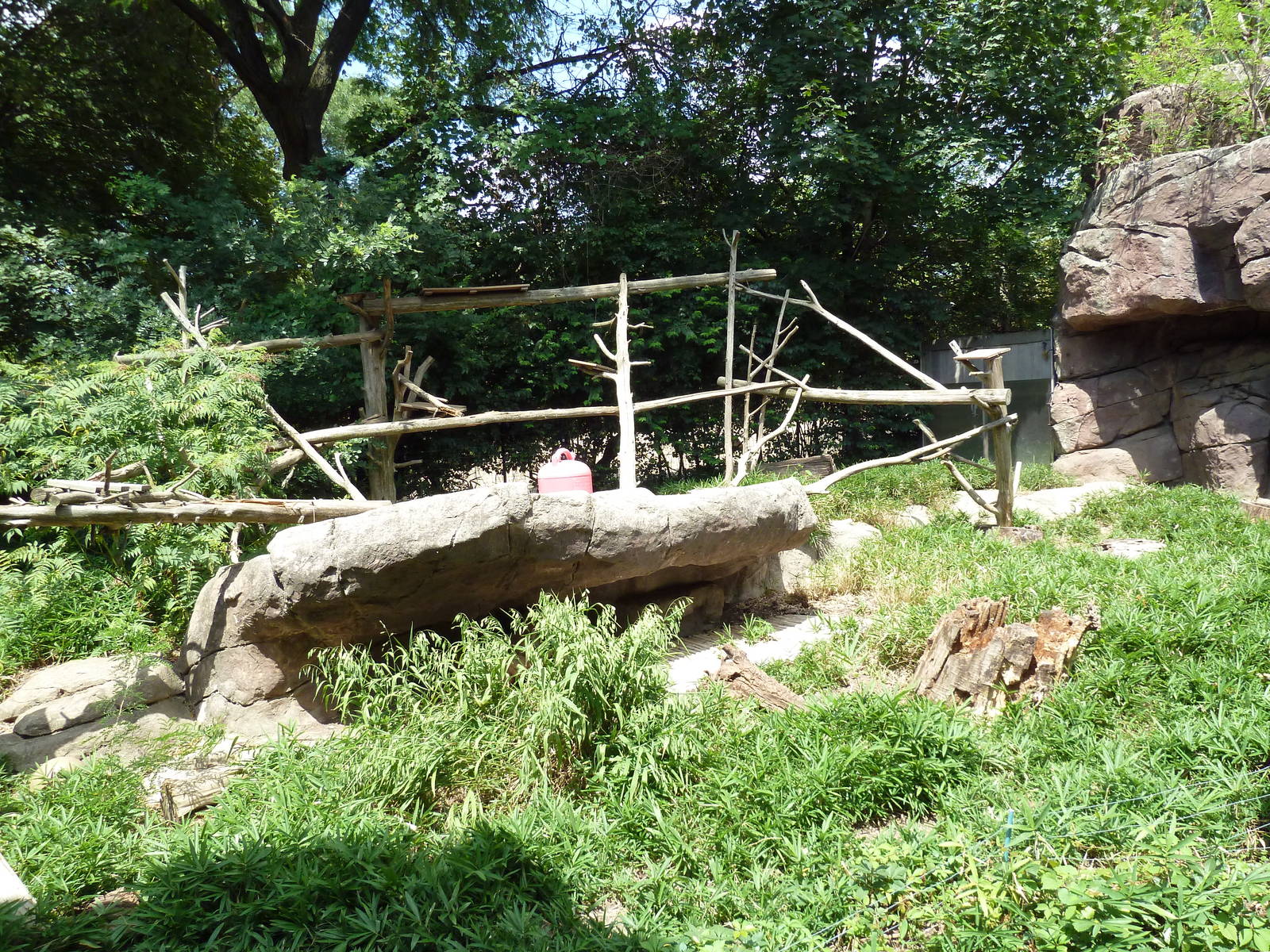 Carnivore Kingdom - White-Nosed Coati Exhibit