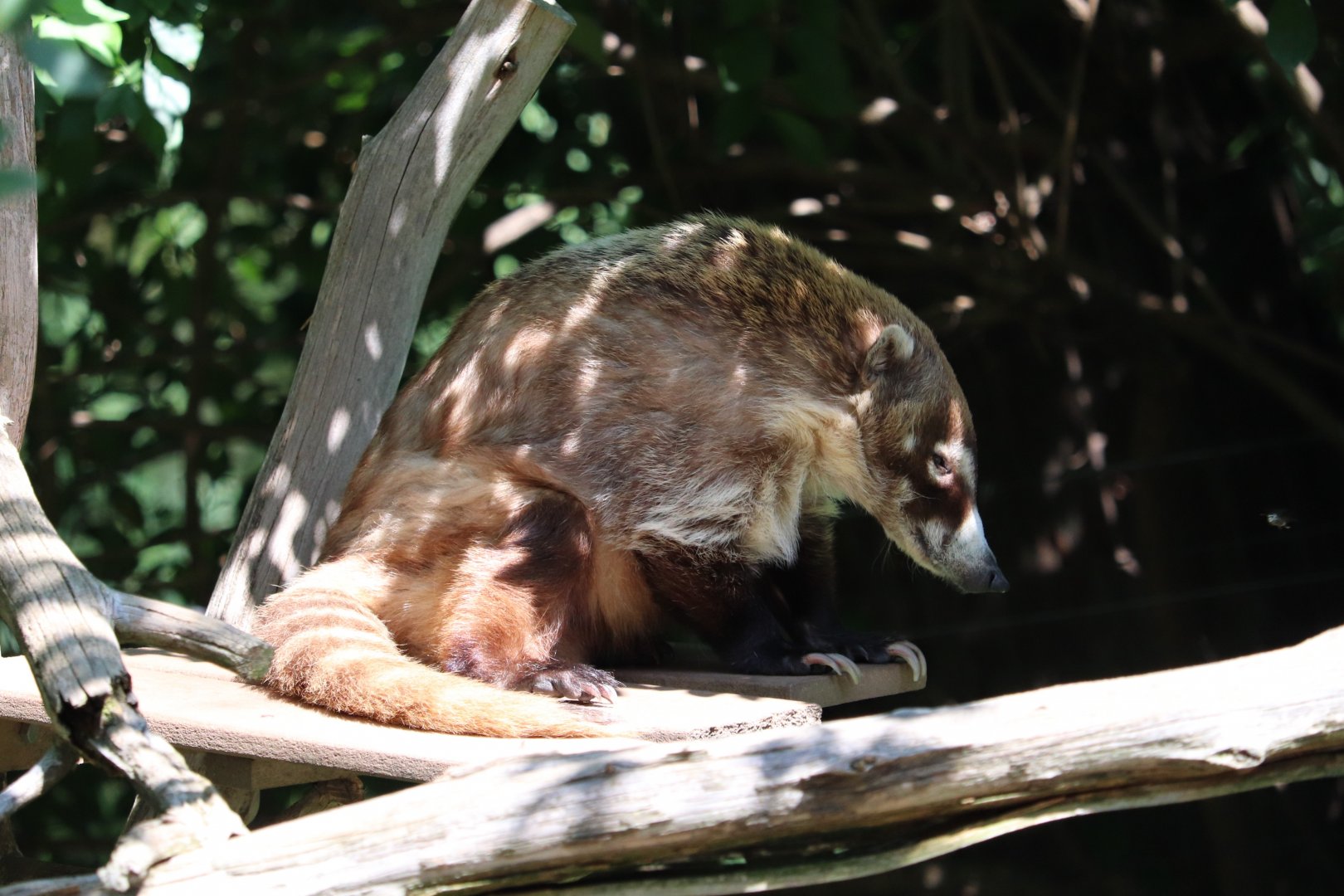 Carnivore Kingdom - White-Nosed Coati