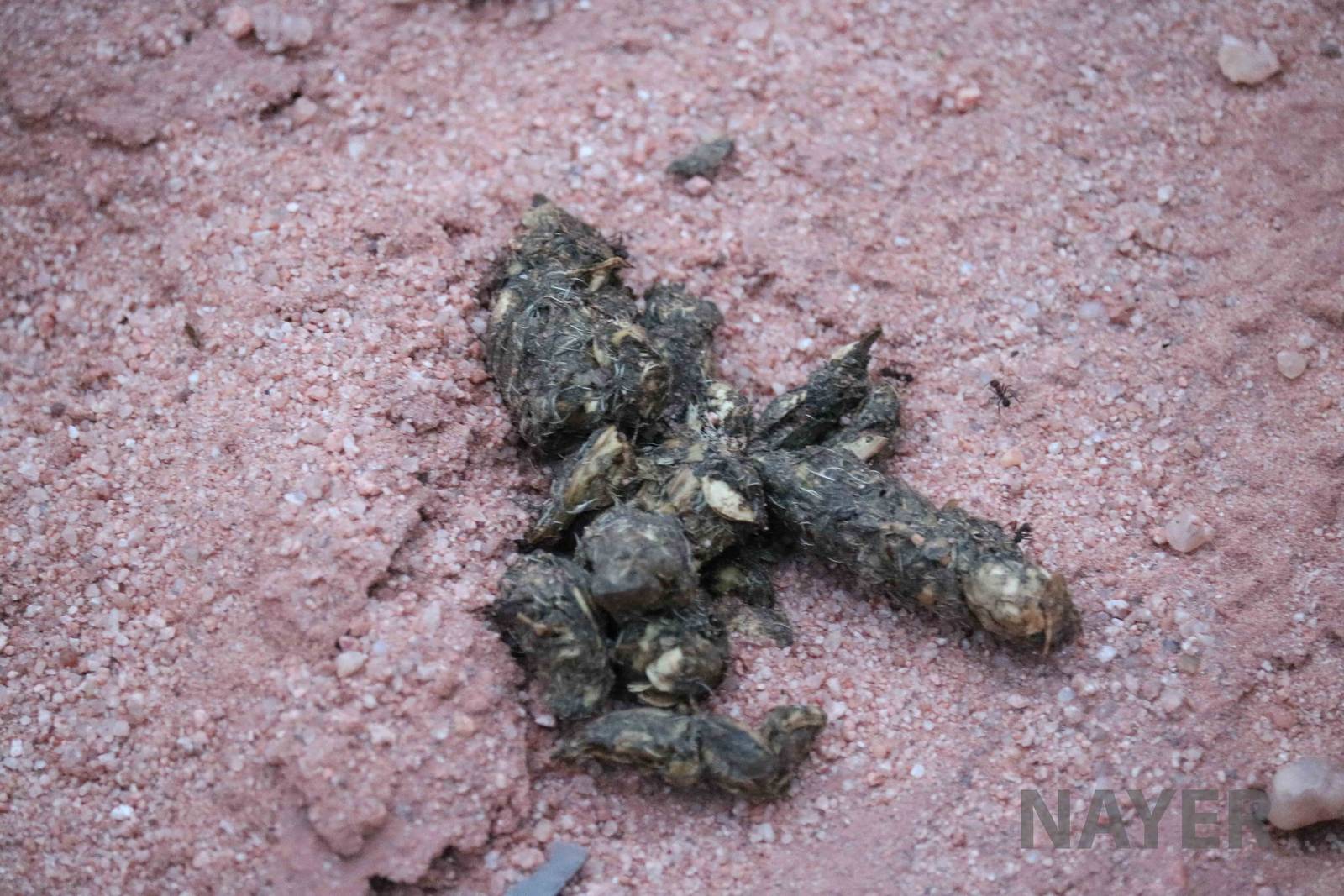 Carnivore scat, April 2016