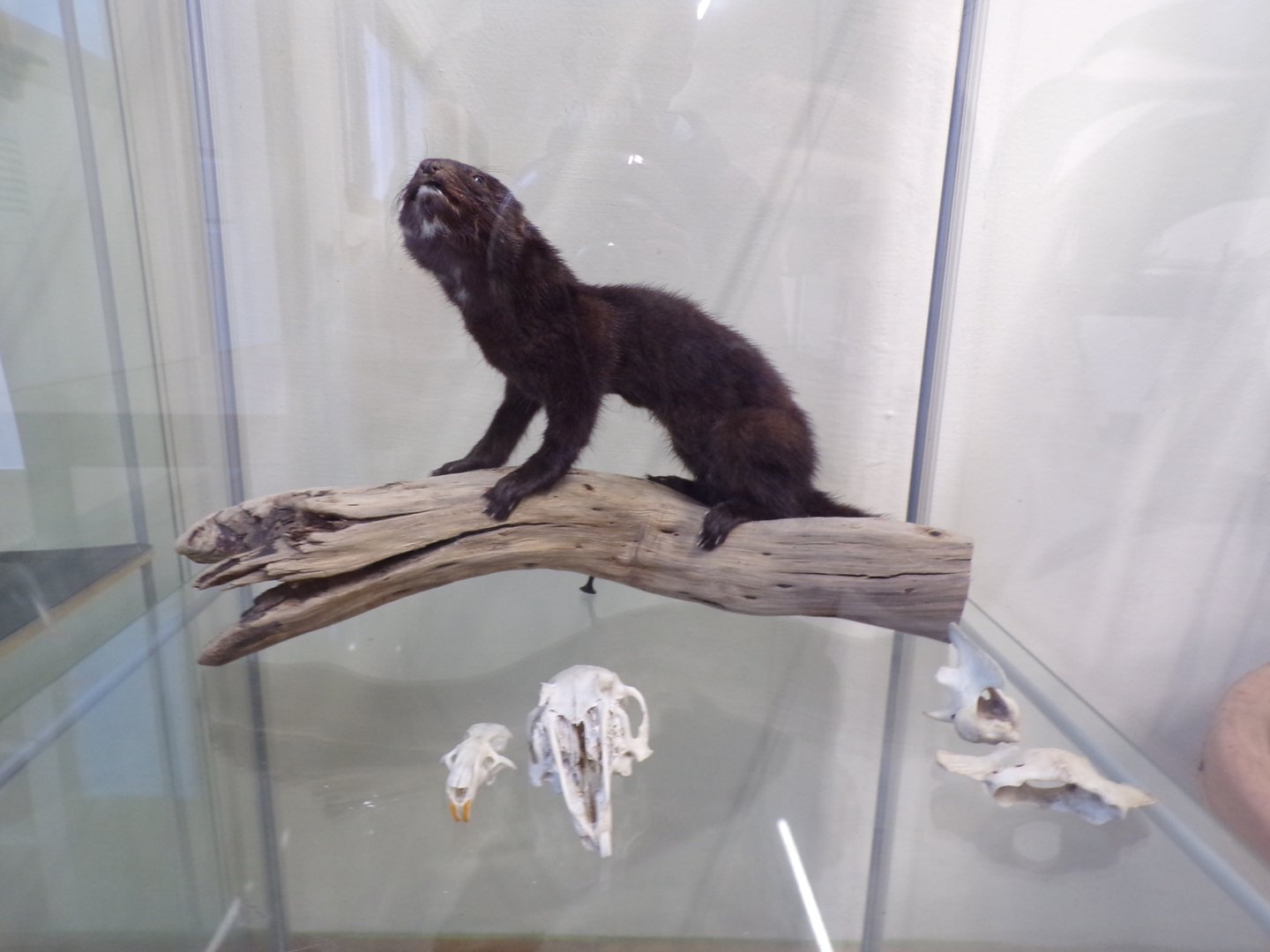 Carnivore skulls and Taxidermy (ID?) in education room