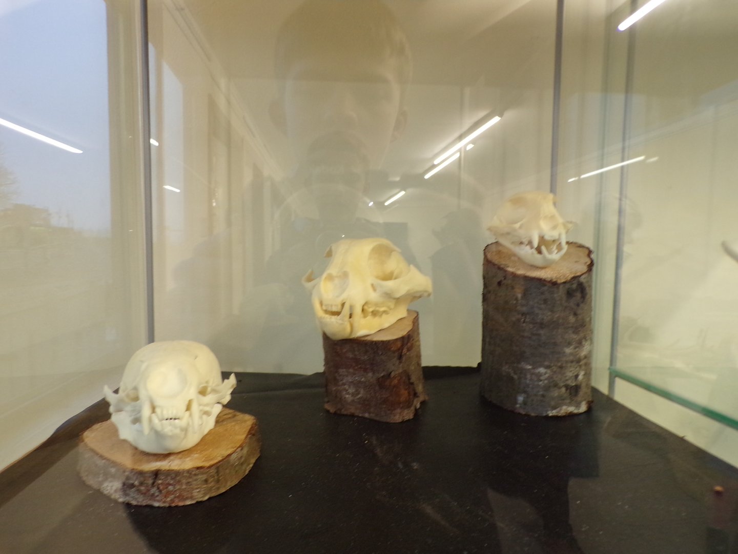 Carnivore skulls in education room