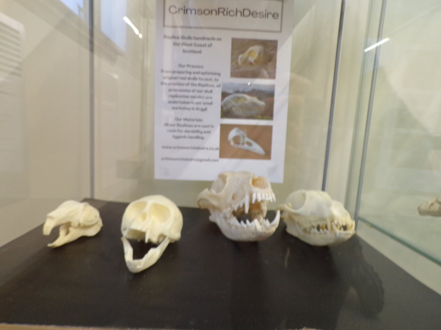 Carnivore skulls in Education room