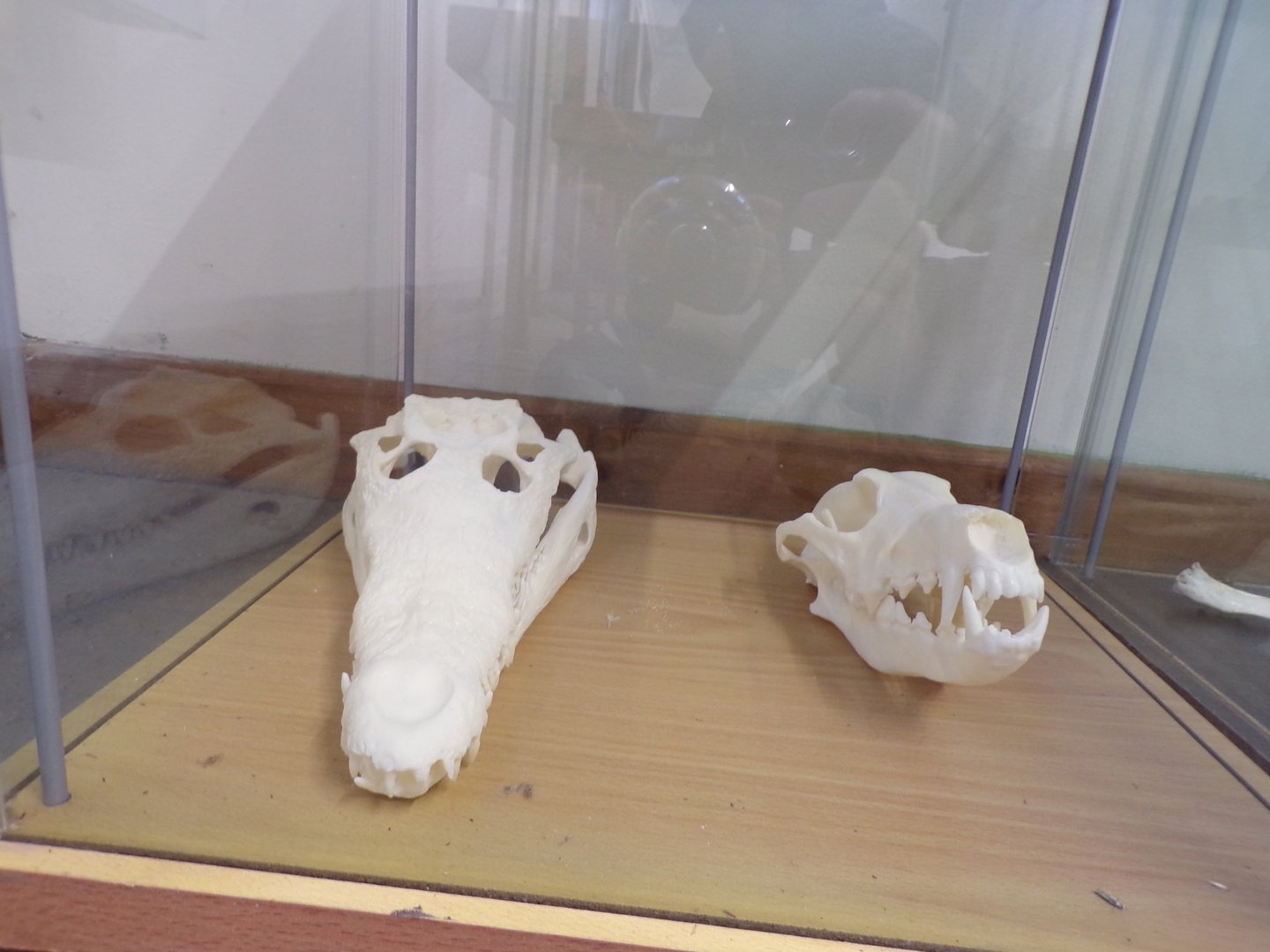 Carnivore skulls in education room