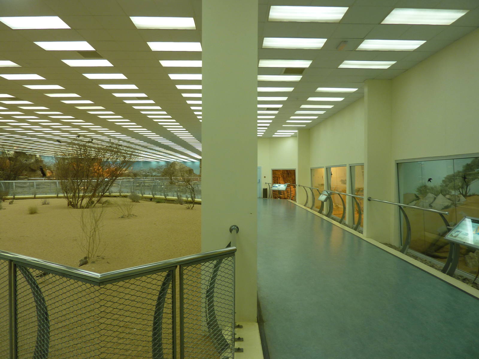 Carnivore viewing area in main aviary, December 2011.