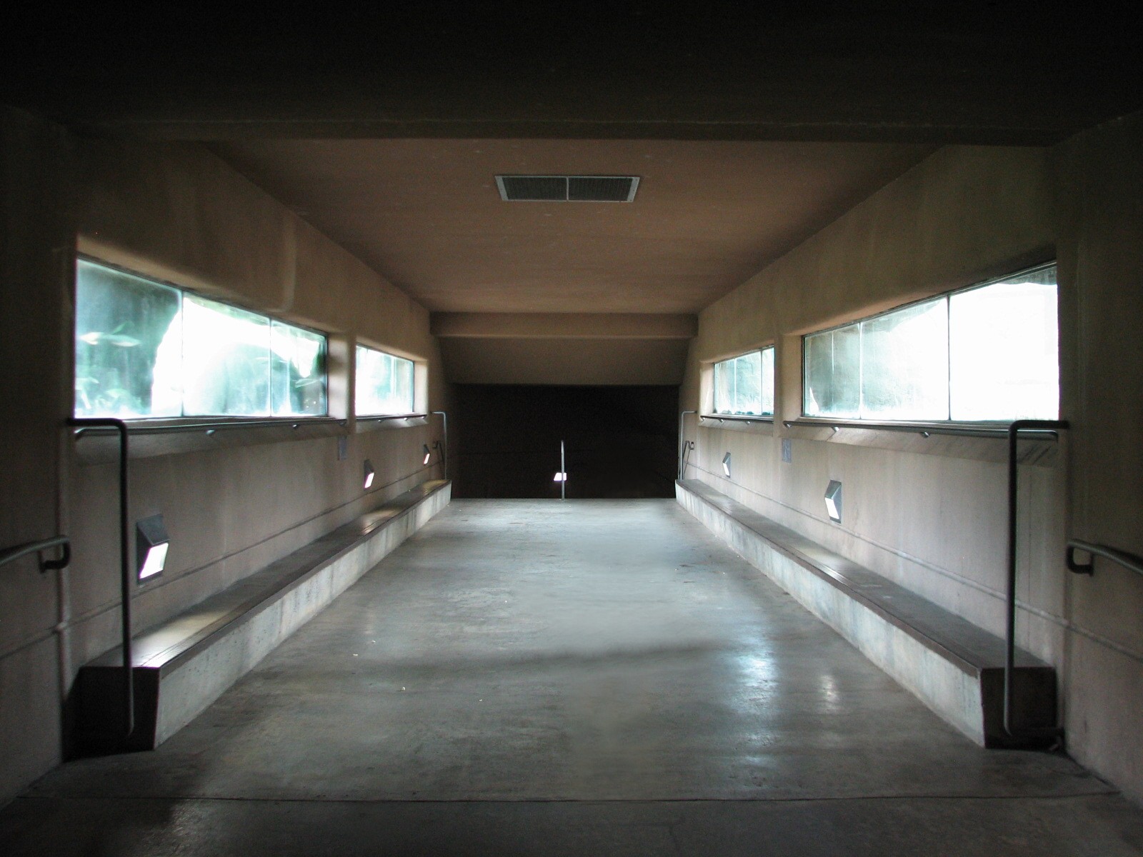 Carnivores - African Lion Exhibit Tunnel Viewing Area