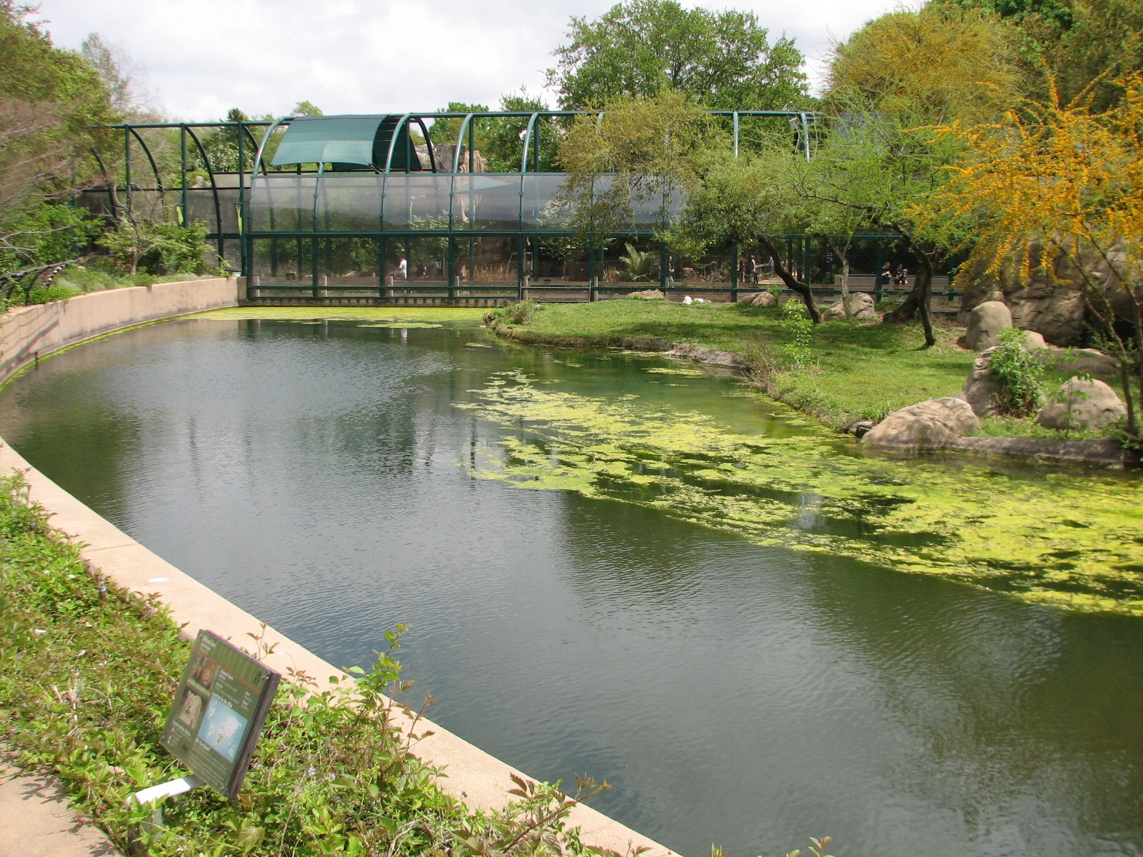 Carnivores - African Lion Exhibit