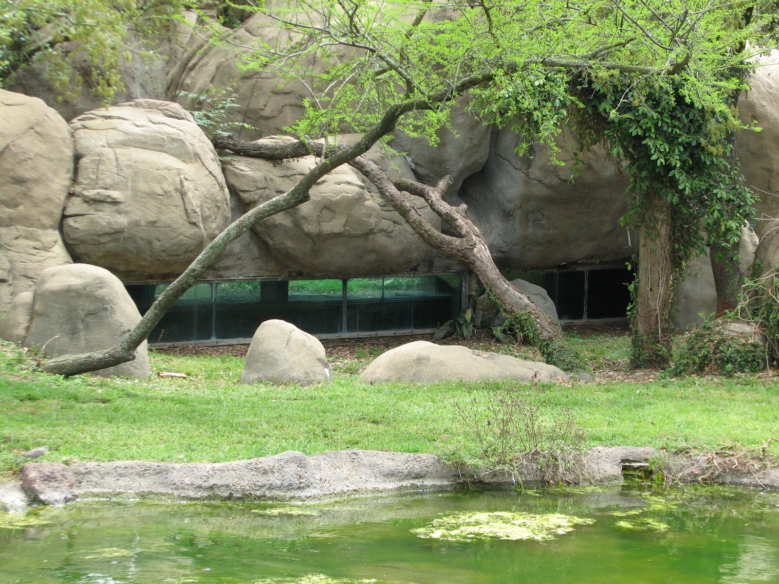Carnivores - African Lion Exhibit