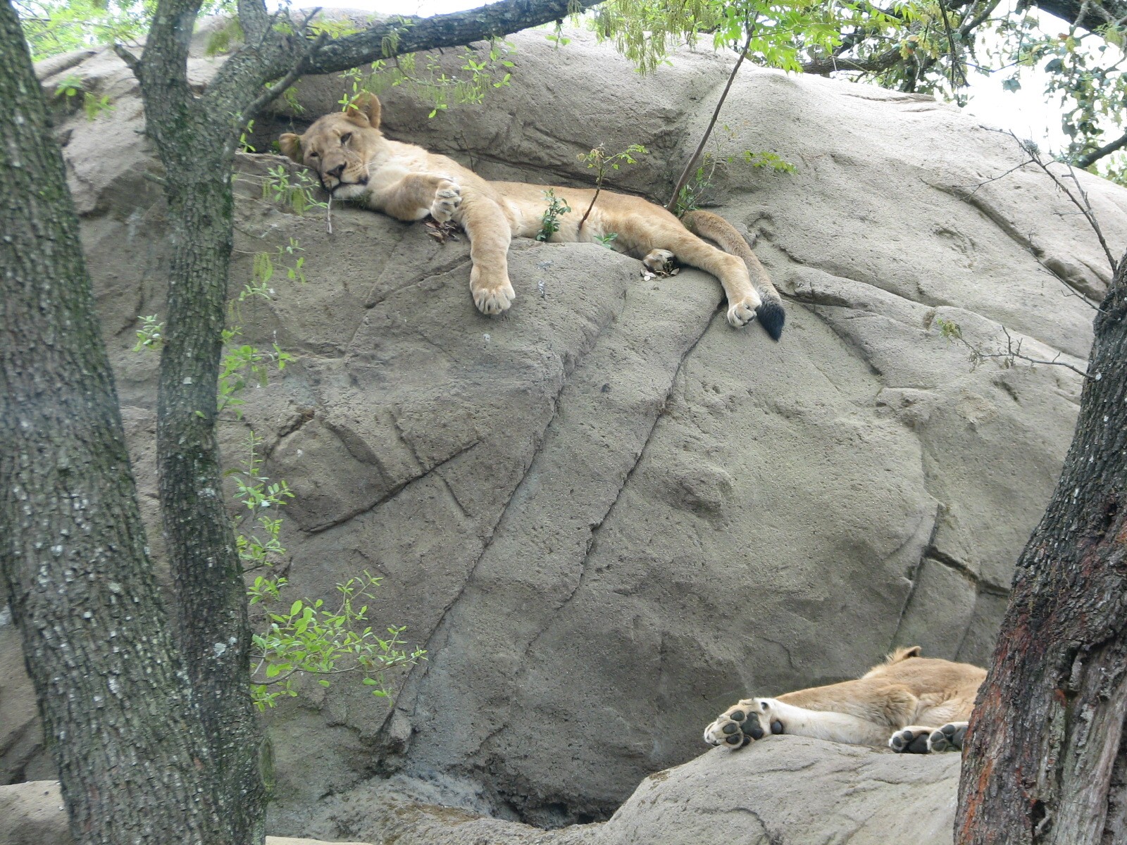 Carnivores - African Lion Exhibit