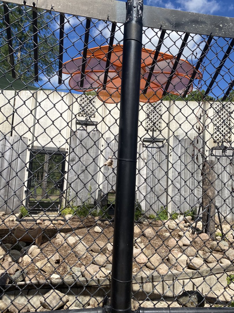 Carnivores- American black bear exhibit