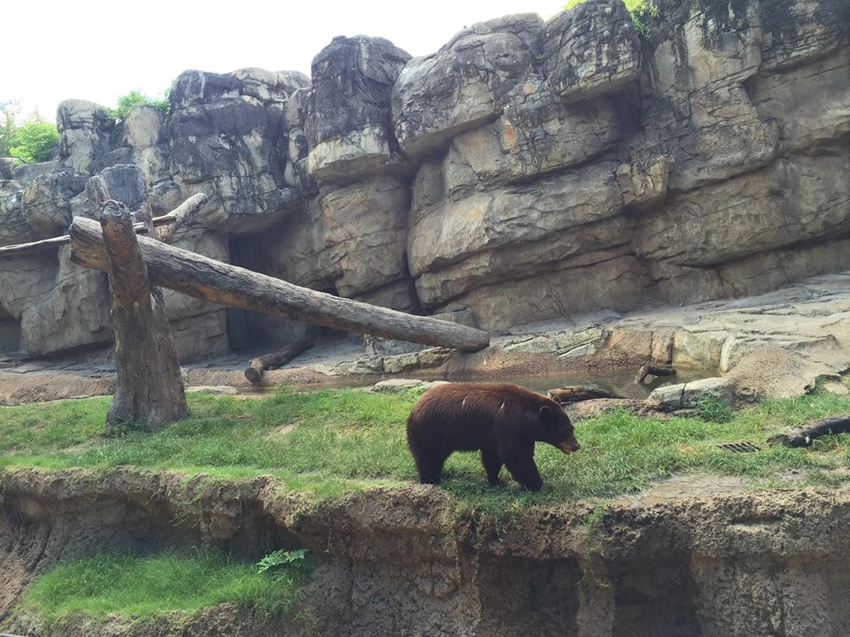 Carnivores- Black Bear