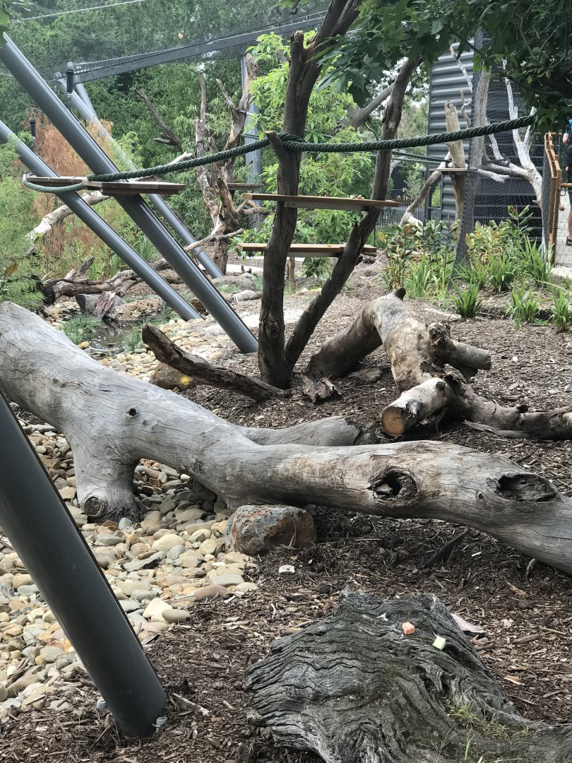 Carnivores - Coati Enclosure