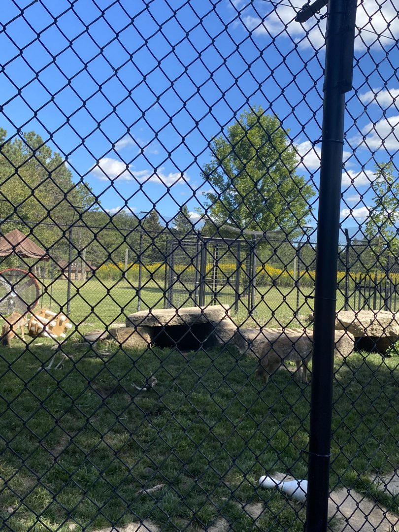 Carnivores- coyote exhibit