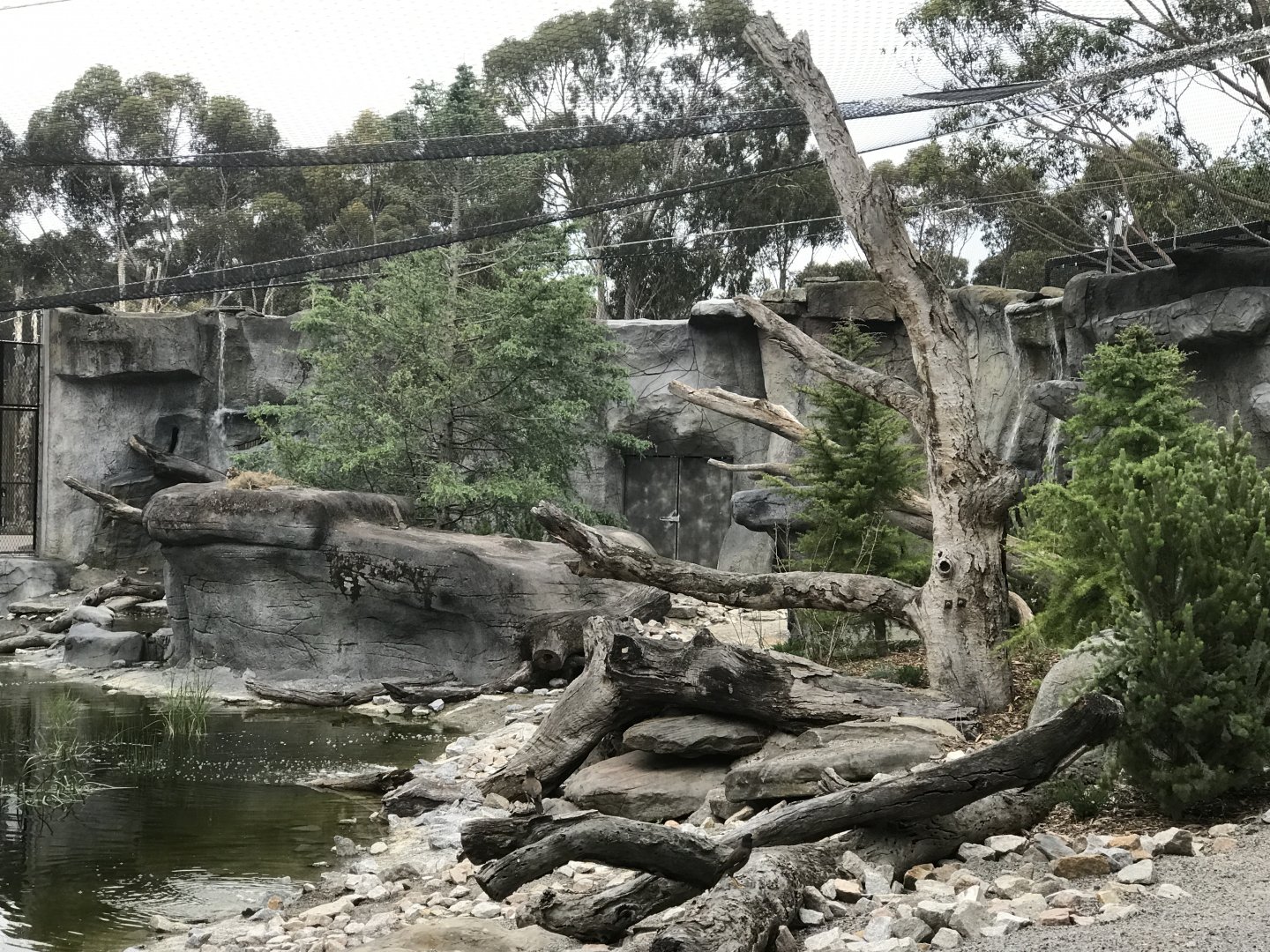 Carnivores - First Snow Leopard enclosure