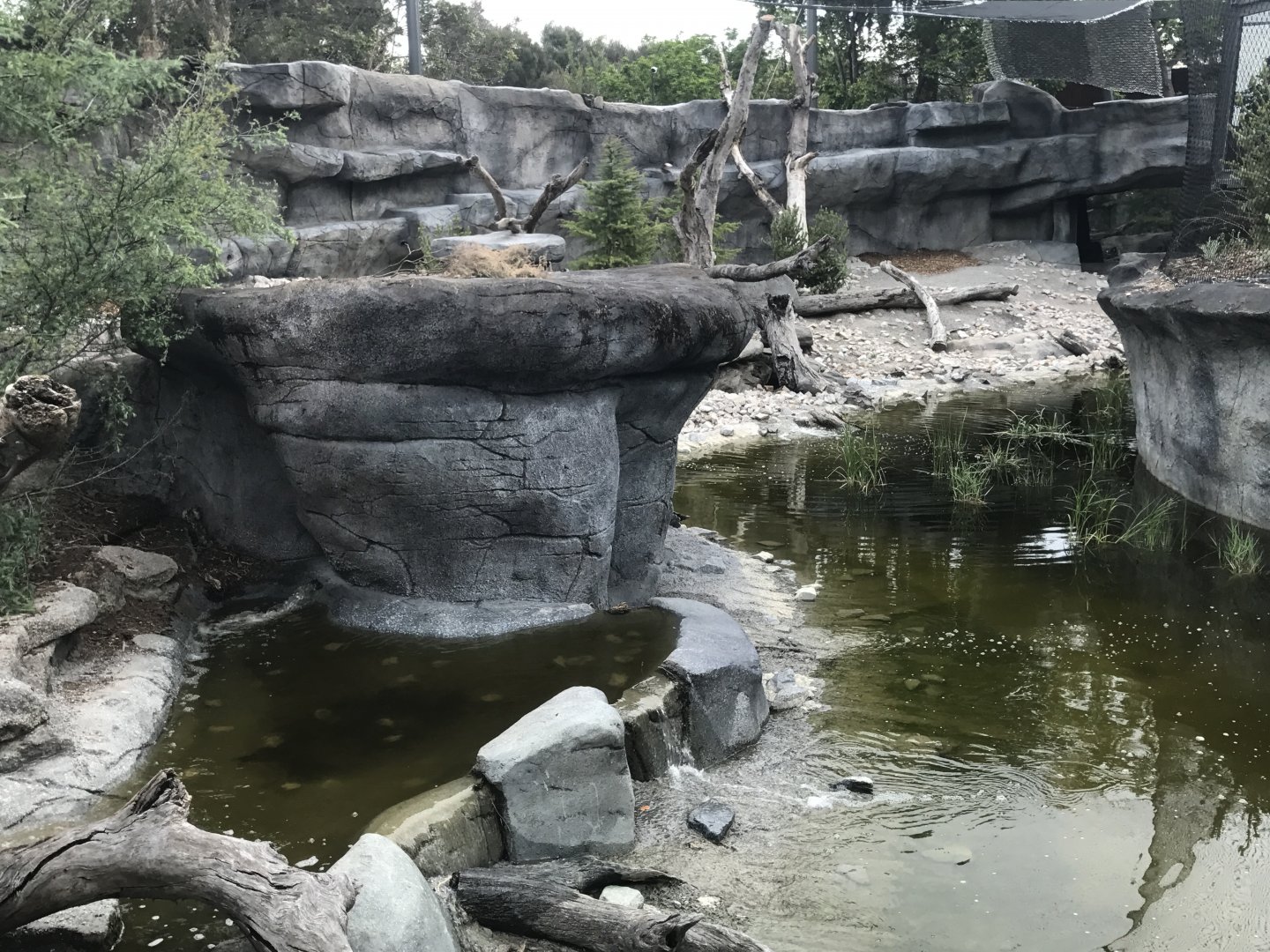 Carnivores - First Snow Leopard Enclosure