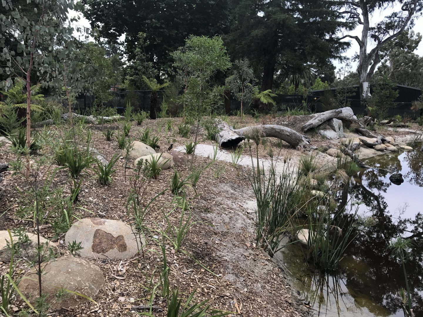 Carnivores - First Tassie Devil enclosure