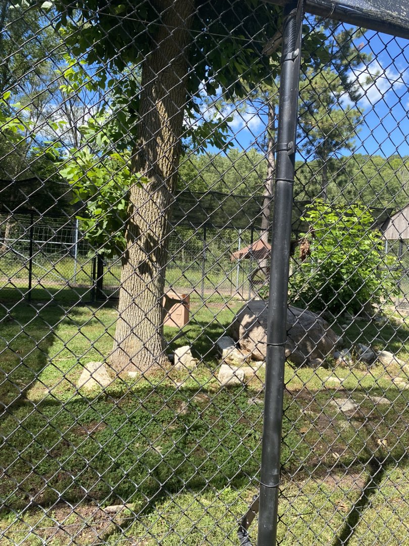 Carnivores- grey wolf exhibit #1