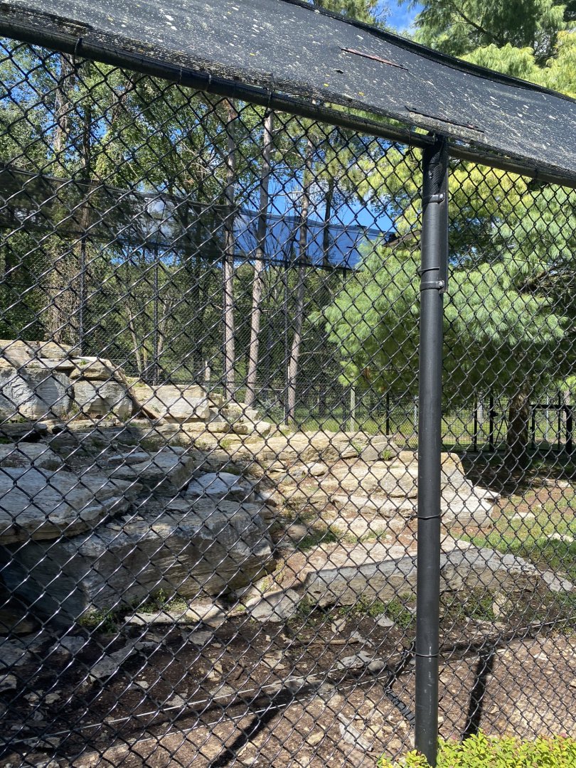 Carnivores- grey wolf exhibit #2