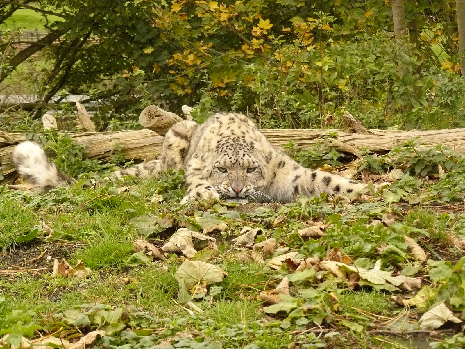 carnivores in the snow